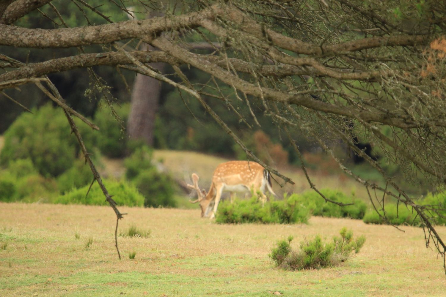 A lone deer stands alert in a grassy field under overhanging tree branches in natural sunlight.