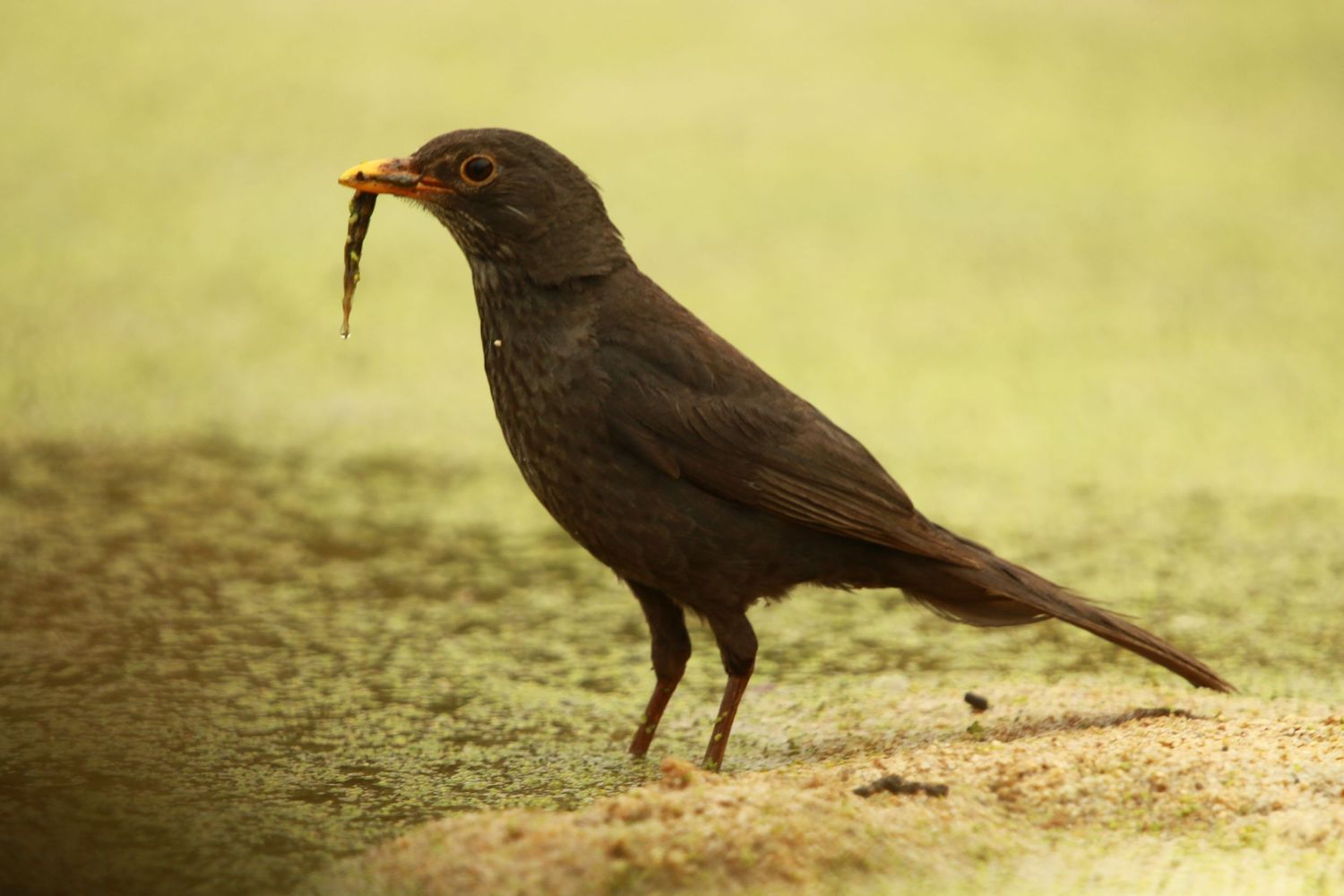 A black bird stands on the ground with a worm in its beak against a blurred green background.