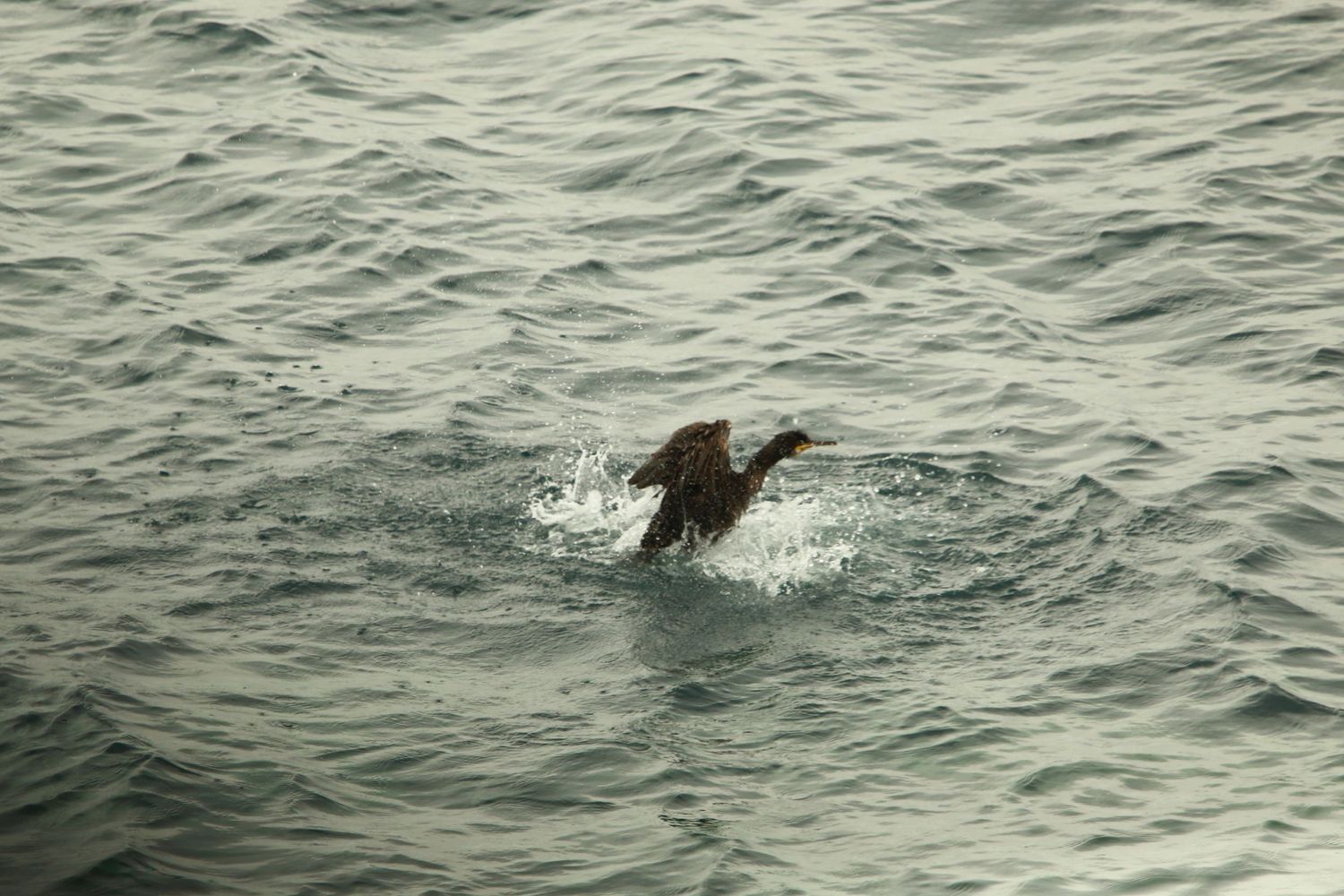 Cormorant bird takes flight from ocean water creating splash.