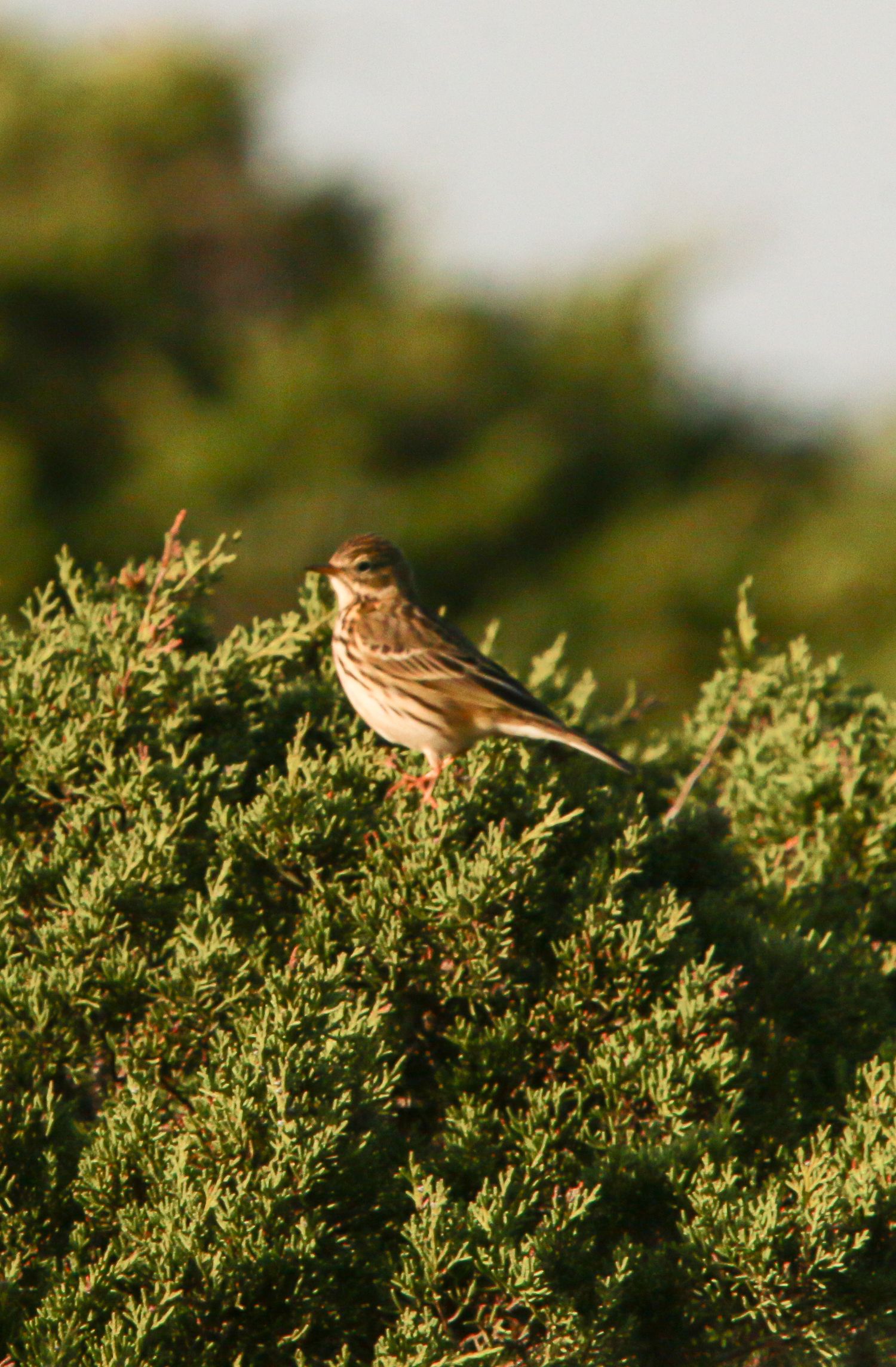 A small brown bird perches on green foliage during golden hour.