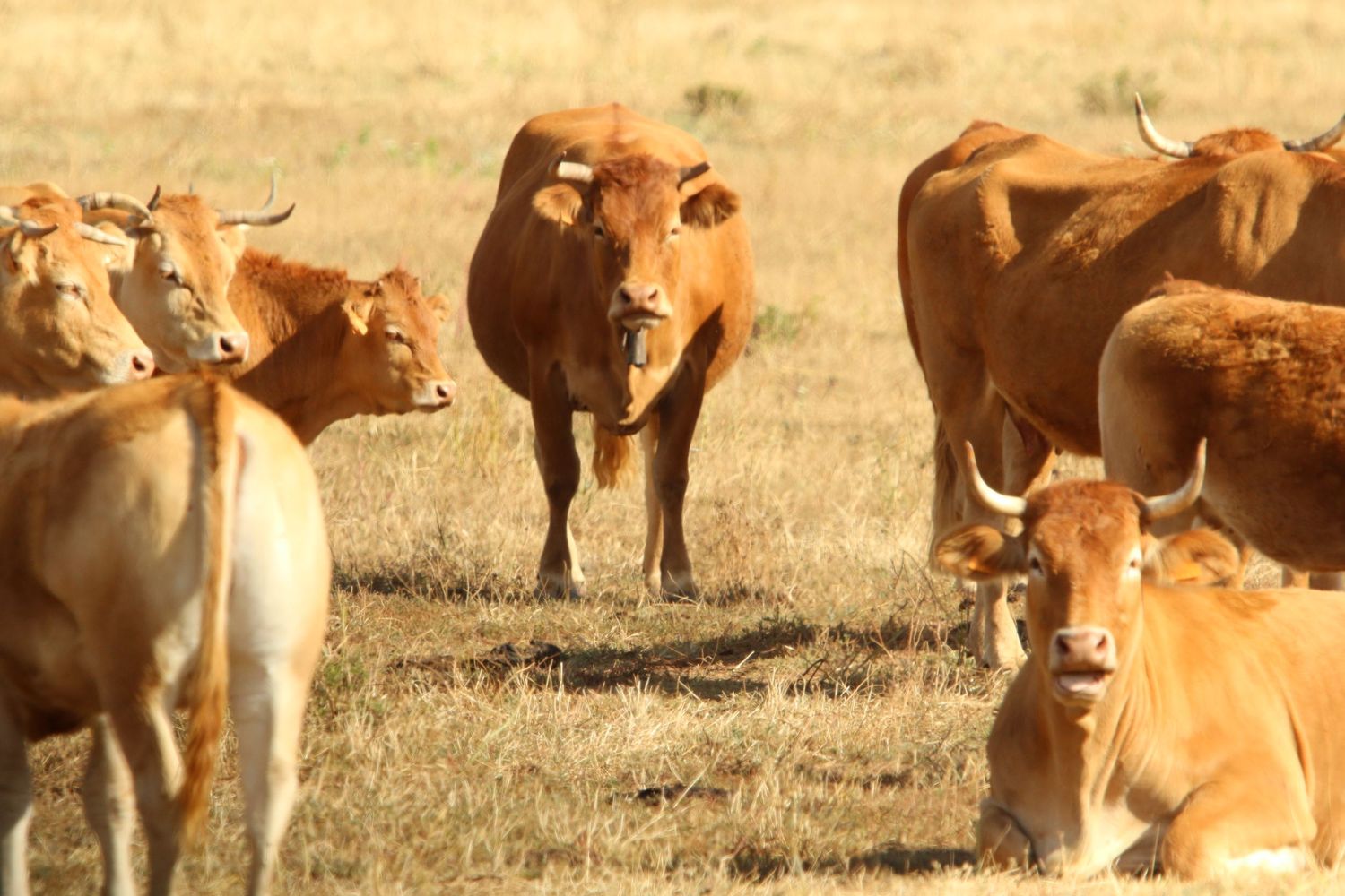 A herd of brown and cream colored cattle grazing together in a dry grassy field.