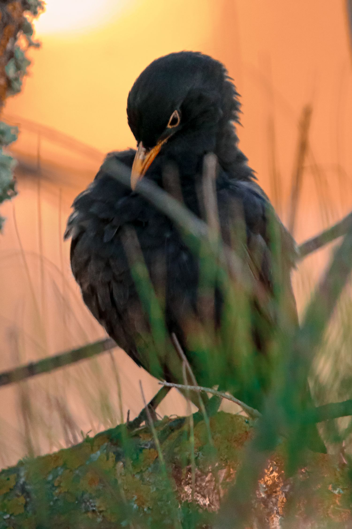 Black bird silhouetted against warm sunset with grass in foreground.