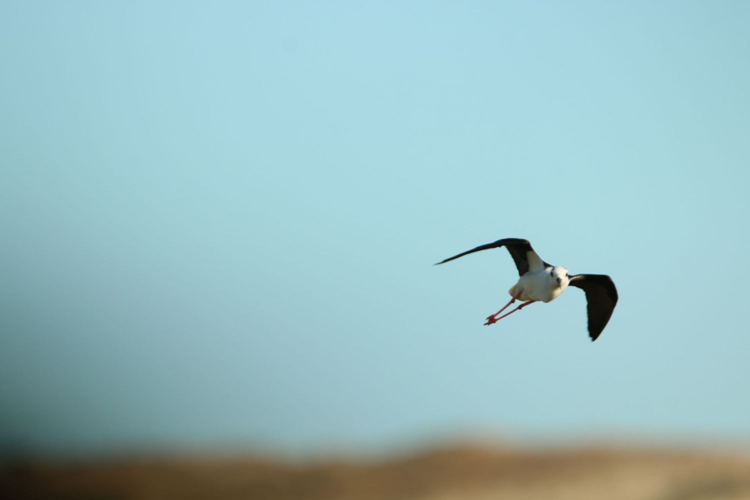 A lone seagull soars against a tranquil turquoise sky with wings spread wide in graceful flight.