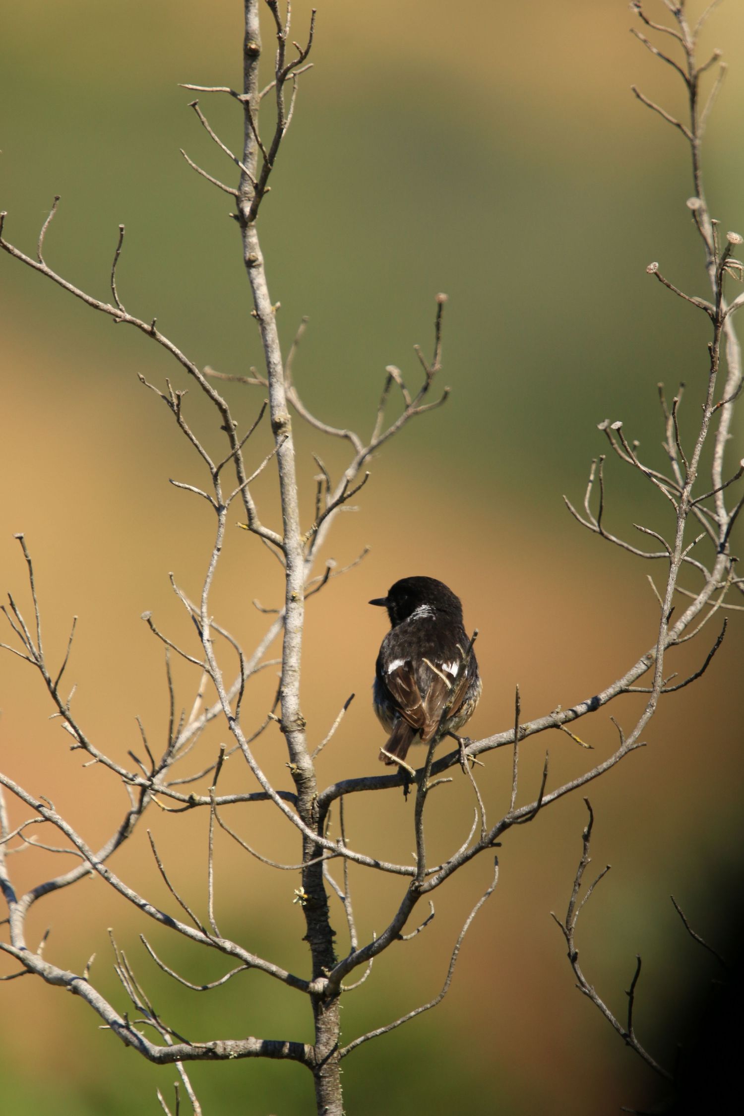 Small bird rests on a leafless tree branch against warm autumn colors.