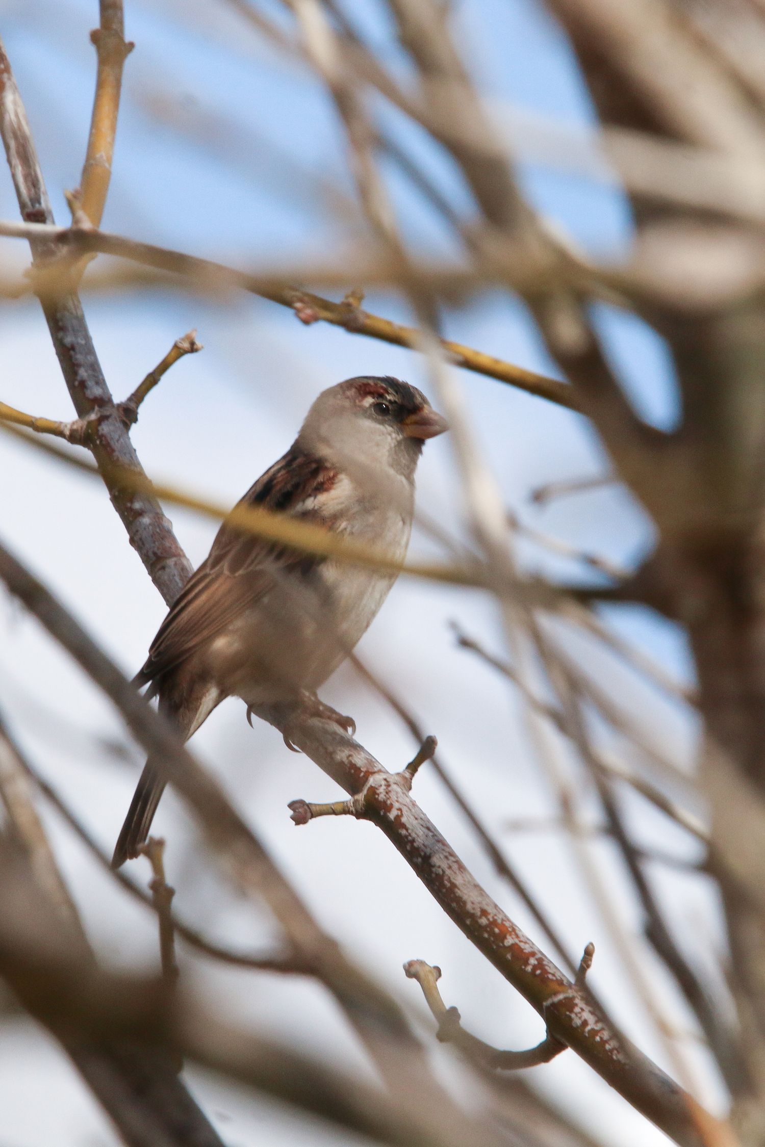 Small gray songbird perched on bare winter branch against blue sky.