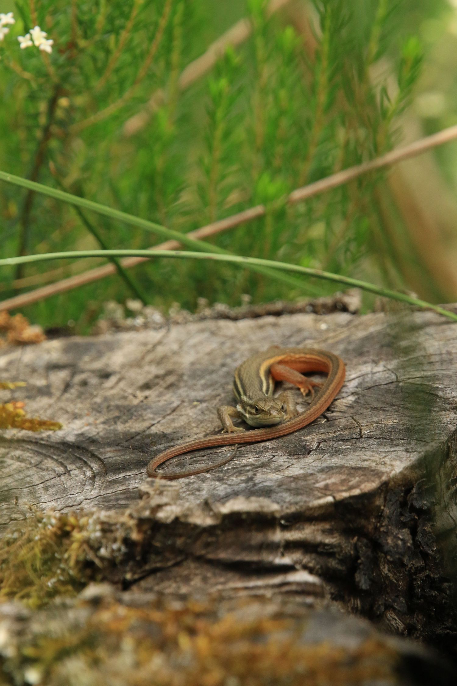 A small brown skink lizard rests on weathered wood log with green foliage in the background.