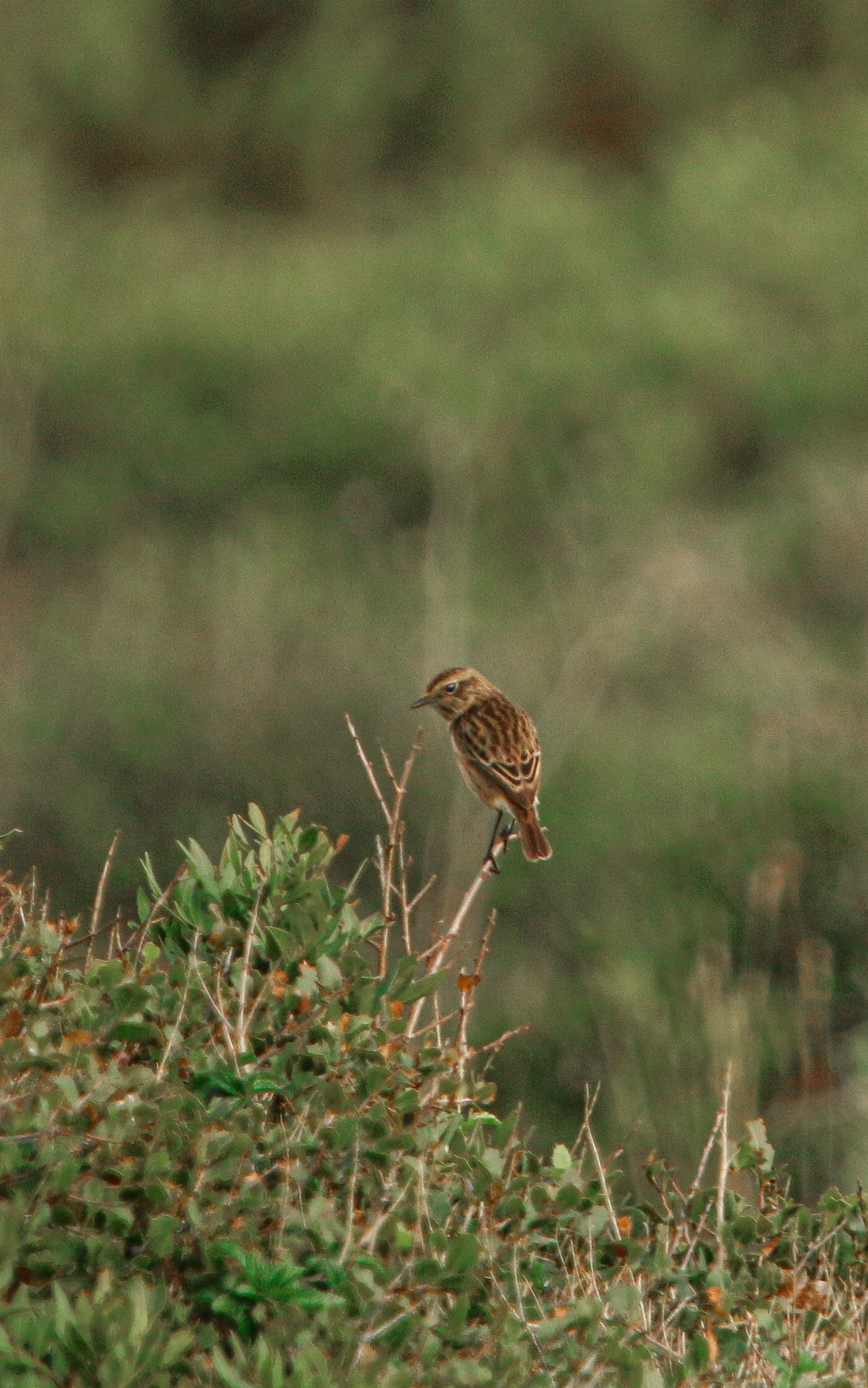 Small brown sparrow perched on dry vegetation in natural habitat.