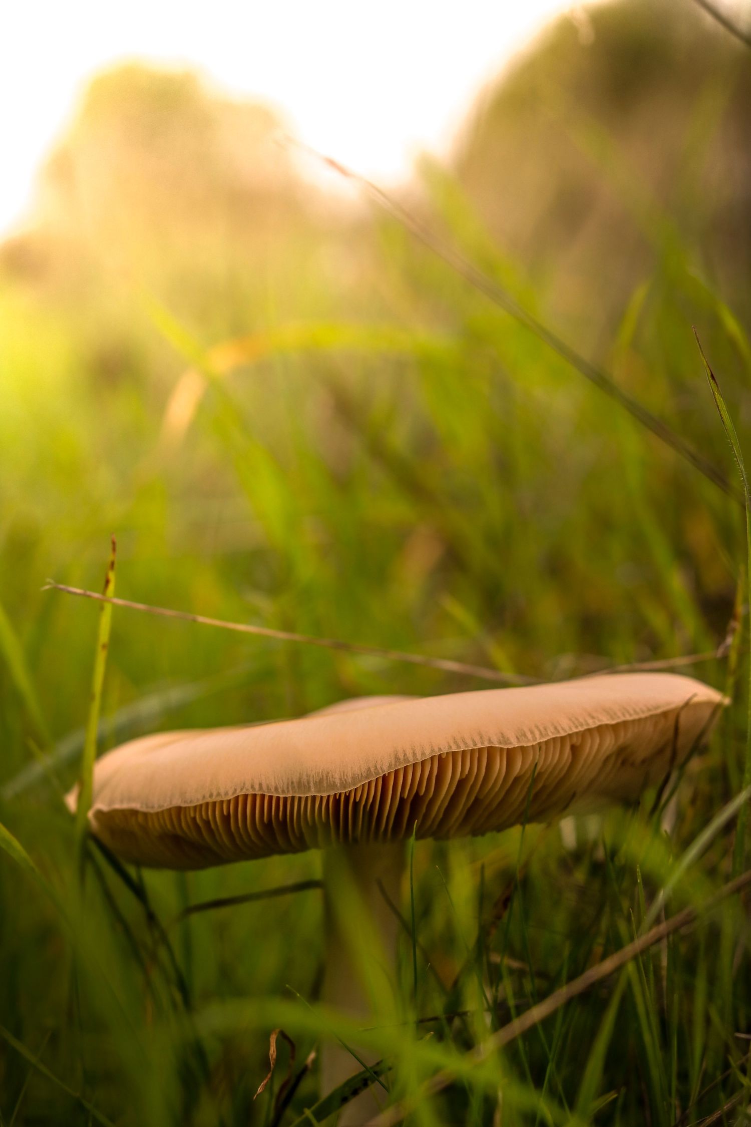 Close-up of a mushroom cap with gills glowing in sunlit grass.