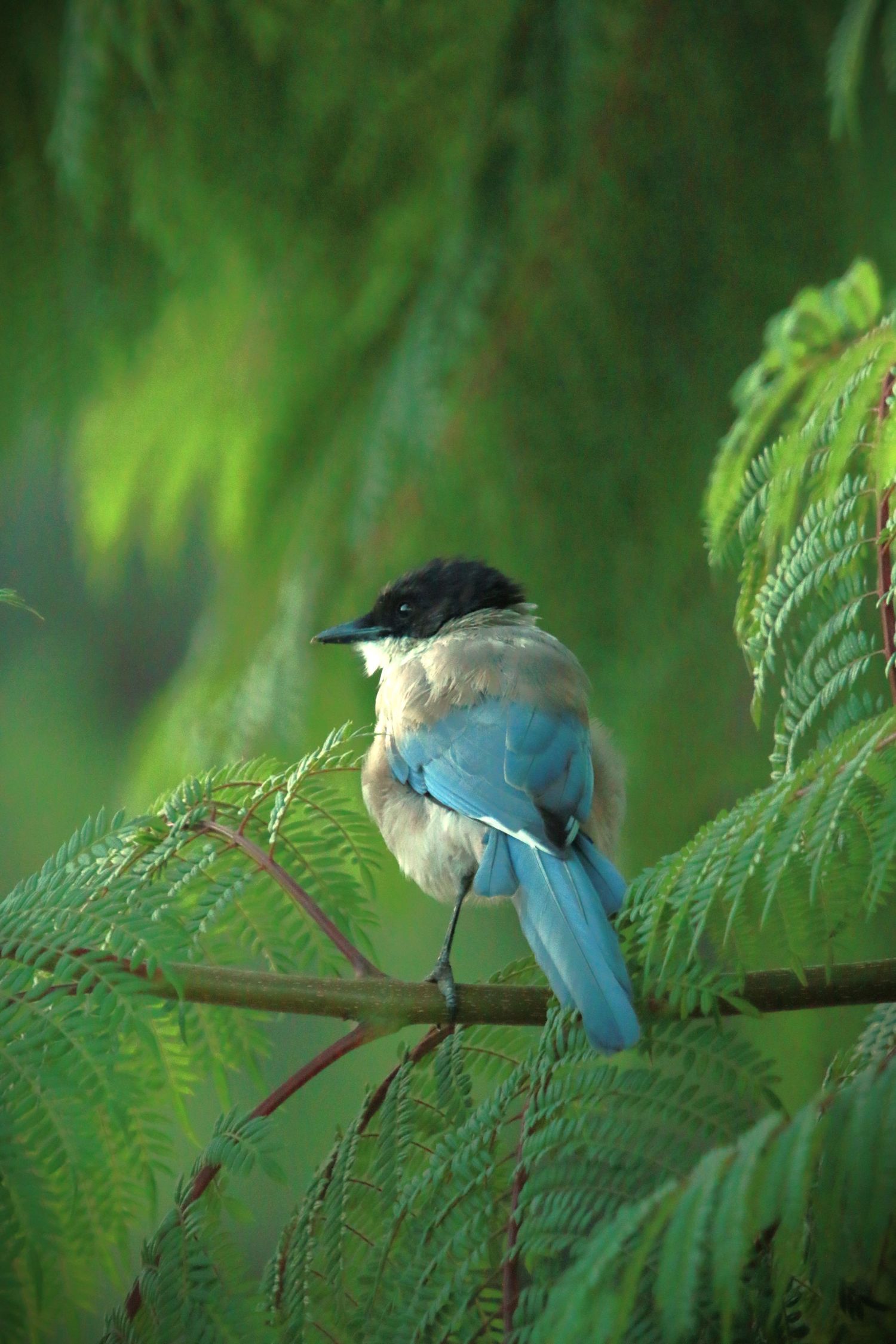 A blue and beige bird perches delicately on a branch surrounded by lush green fern fronds in natural lighting.