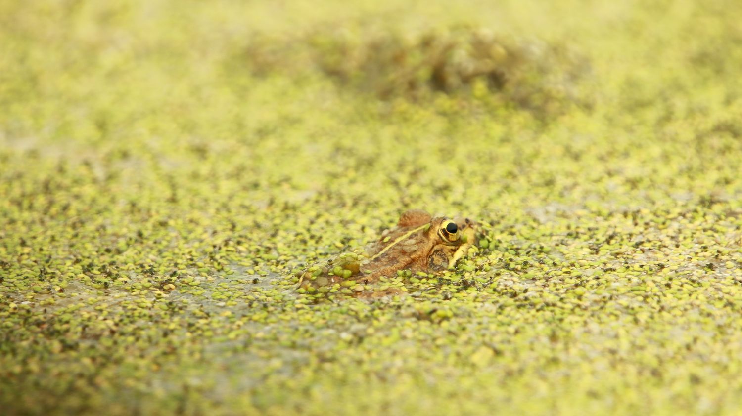 A small frog peeks out from a dense layer of bright green duckweed floating on still water.