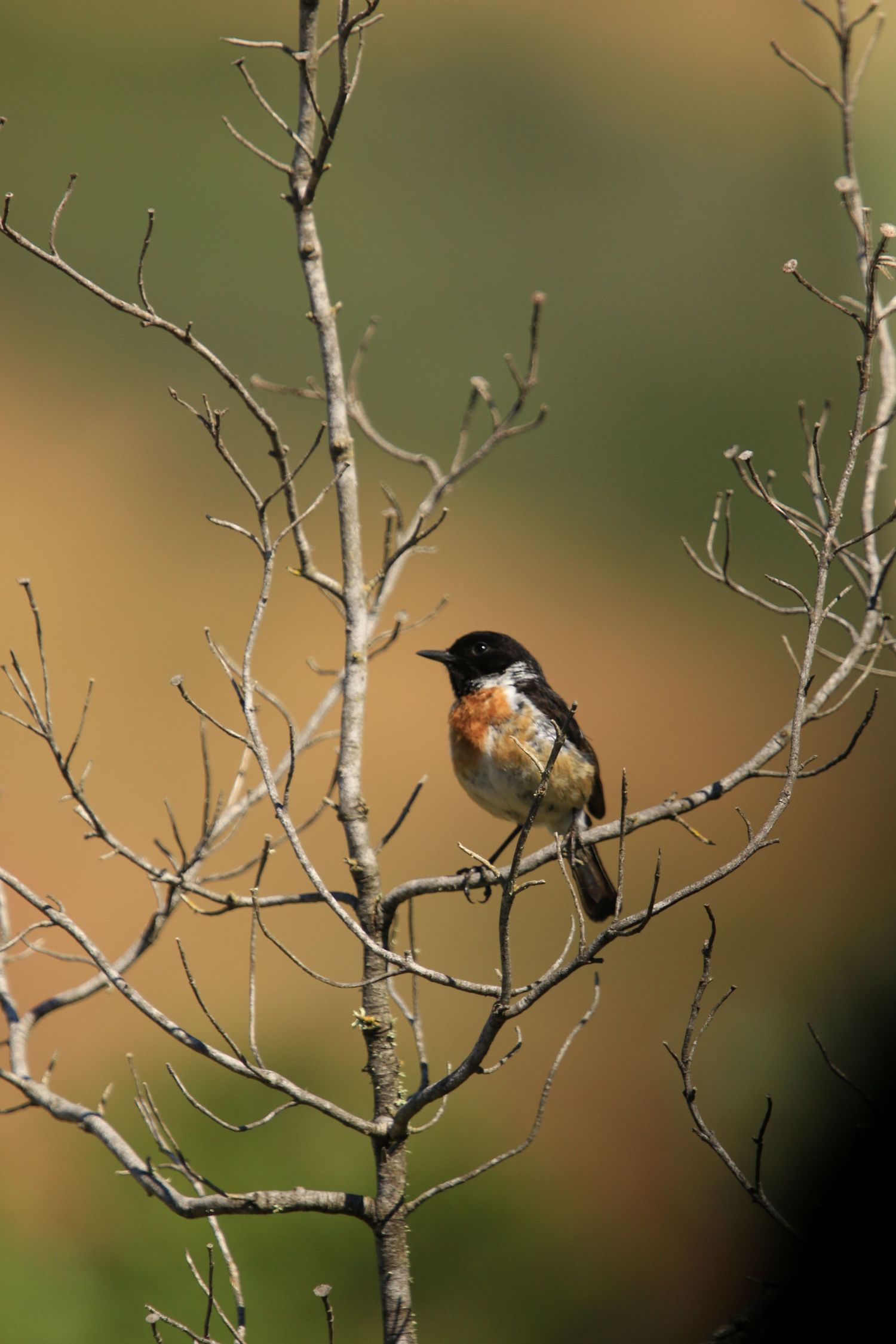 Stonechat perched on bare winter branches with an orange and green blurred backdrop.