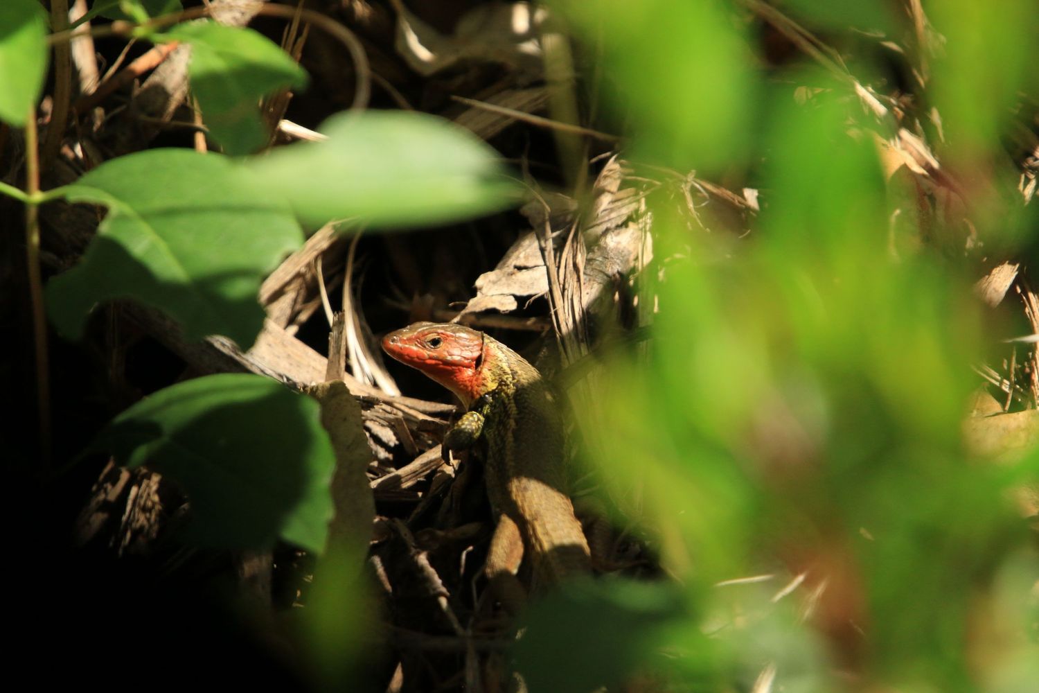 A small brown bird perches among green leaves and dried foliage in a natural setting.