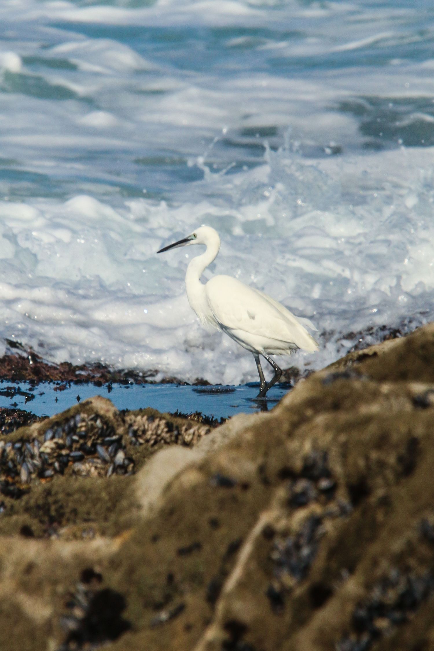 White egret stands on rocky shore as waves crash behind it.