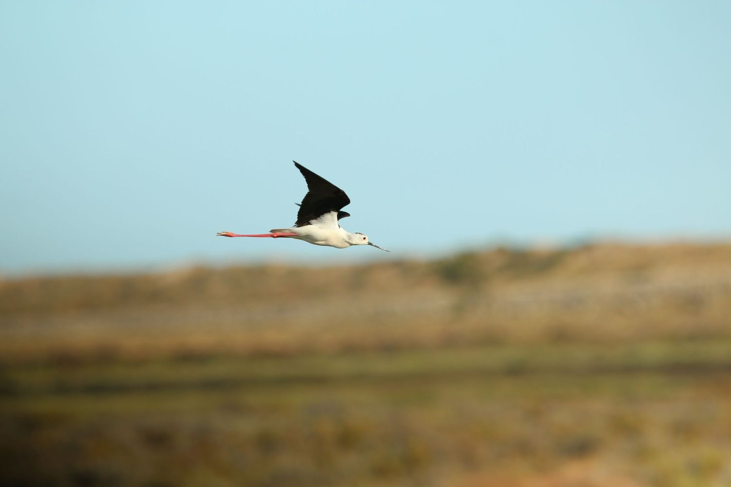 A black-winged stilt bird in flight soars gracefully across a desert landscape against a pale blue sky.