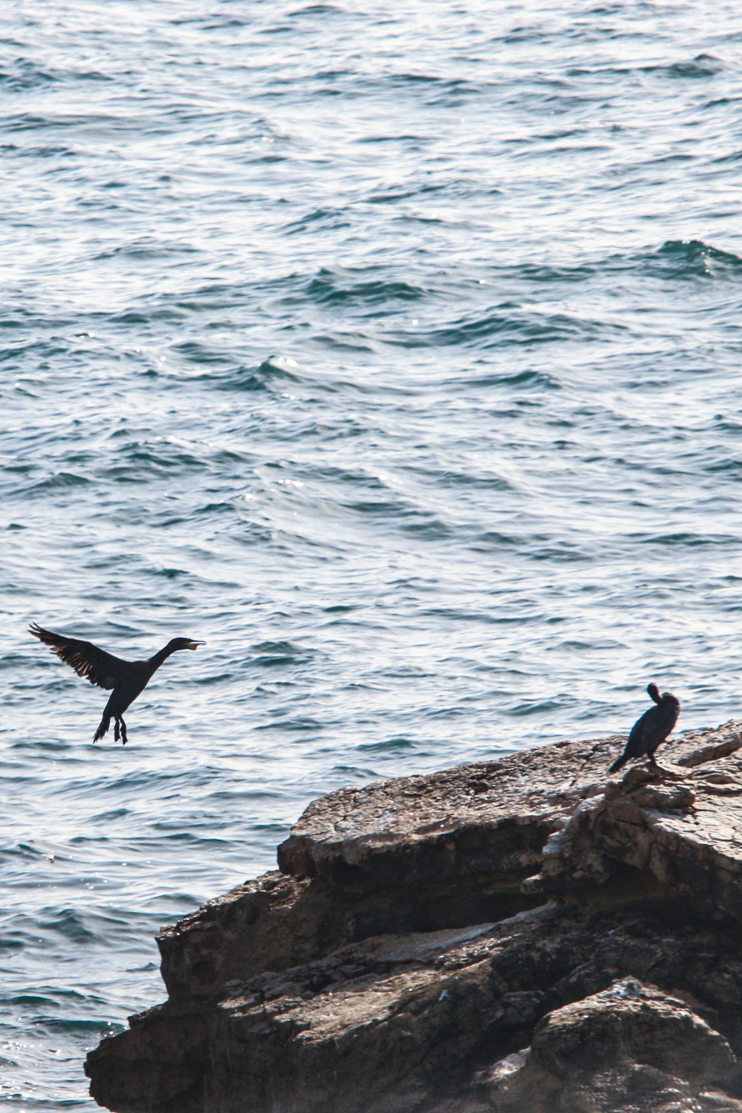 Two birds silhouetted on coastal rocks with choppy ocean waves in background.