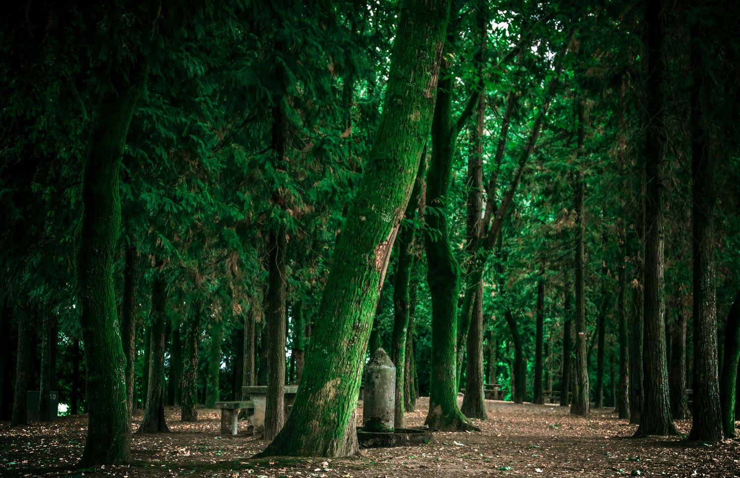A mystical forest path surrounded by tall trees with glowing green foliage creating an enchanted woodland atmosphere.