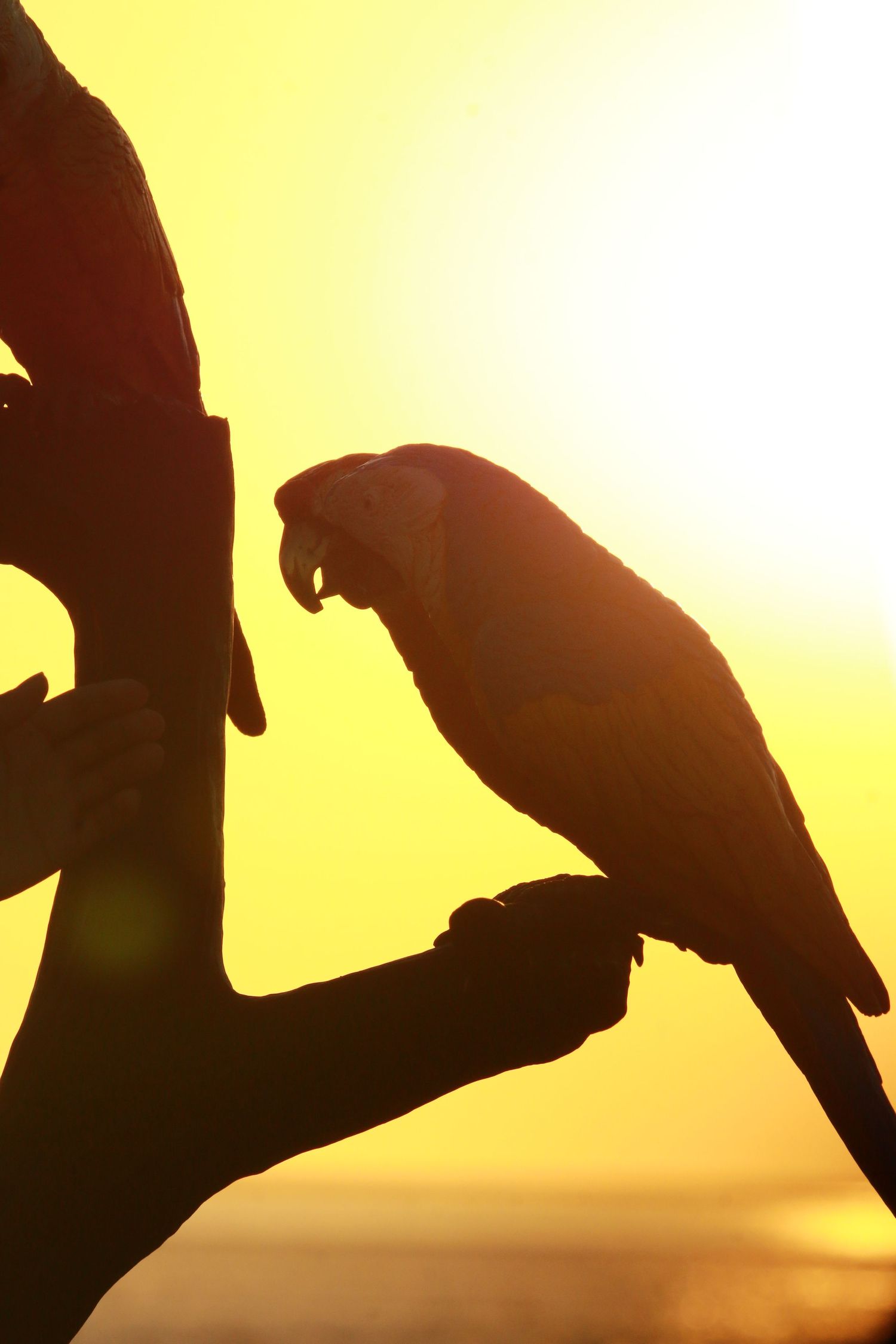 Silhouette of a parrot perched on a branch against a golden sunset sky creating a dramatic backlit effect.