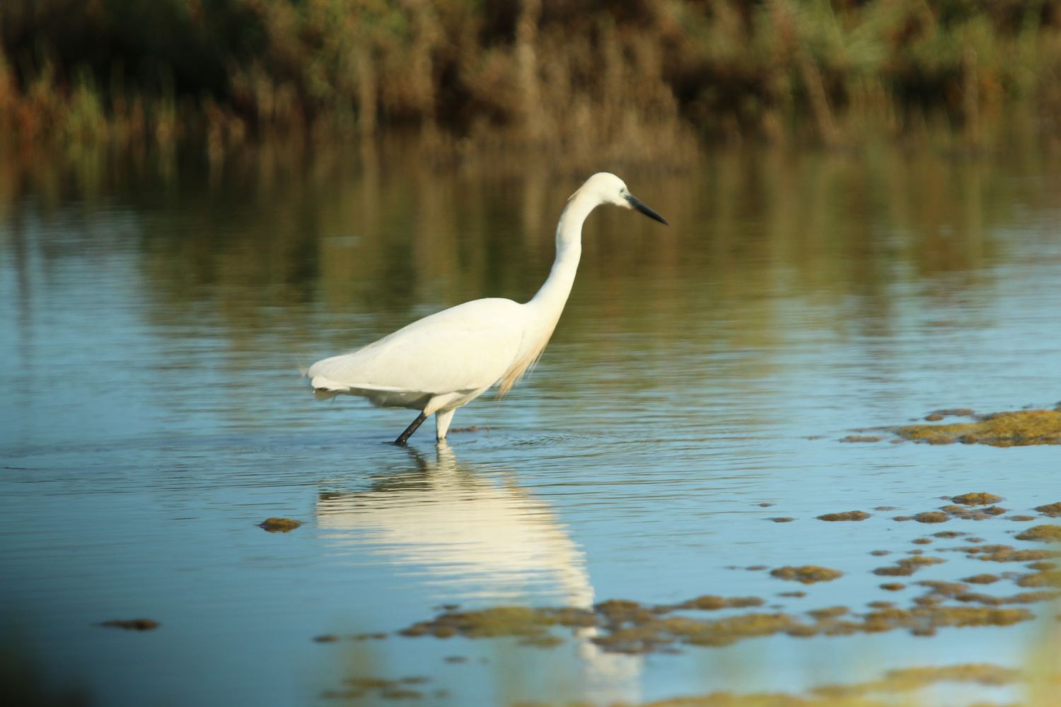 White egret wading in calm blue water with reflections.