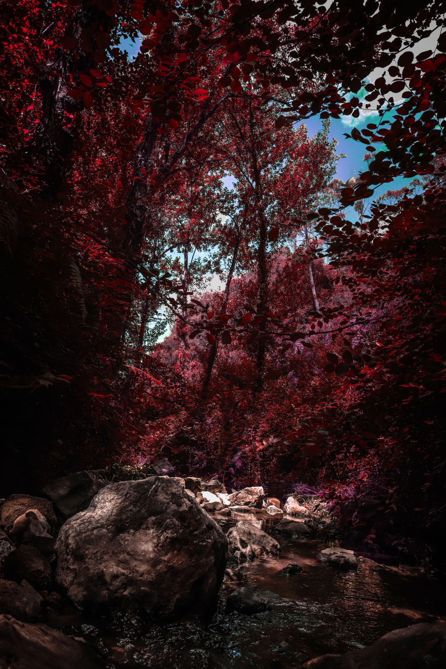Red autumn foliage creates a dramatic canopy over rocky terrain against a blue sky backdrop.