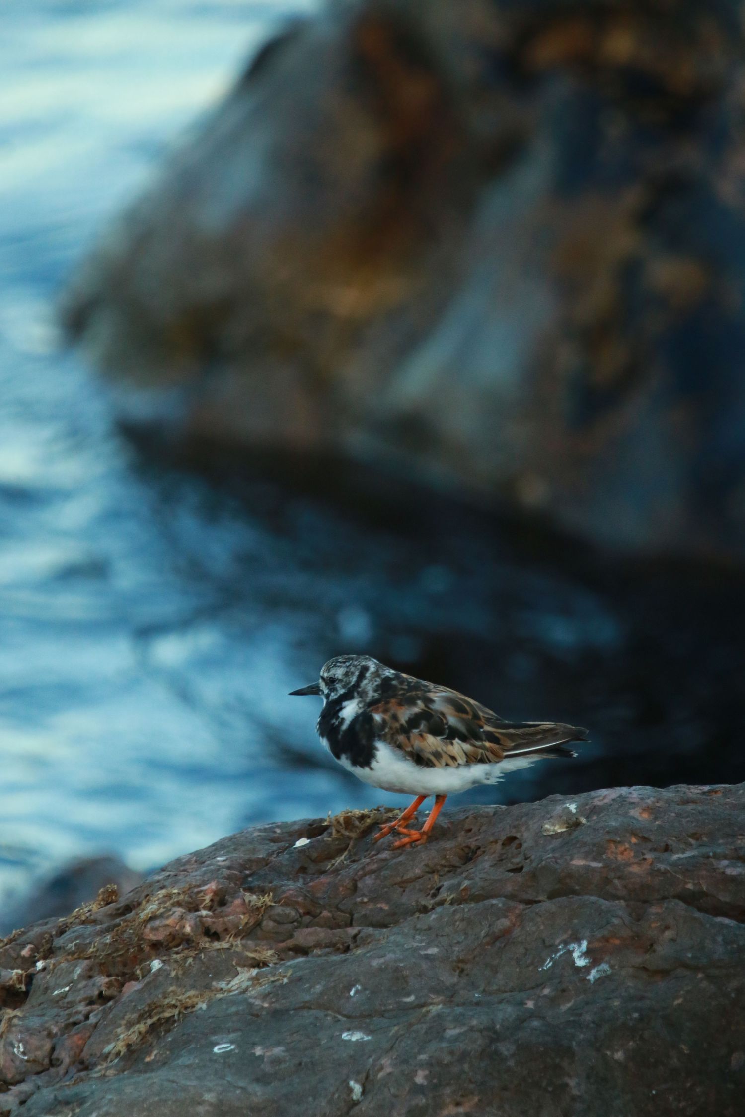 A small shorebird with spotted plumage stands on coastal rocks against blurred blue waters.