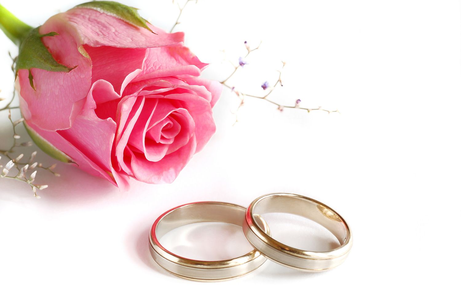Pink rose and two gold wedding bands on white background symbolize romance and marriage.