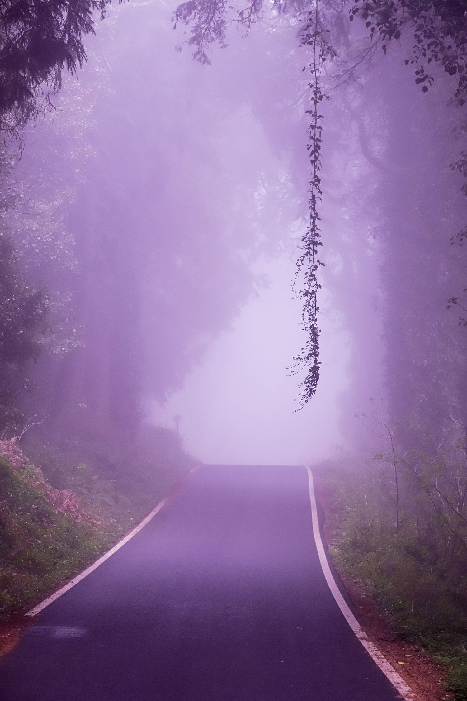 A misty purple road curves into foggy forest with hanging vines creating a dreamy, ethereal atmosphere.