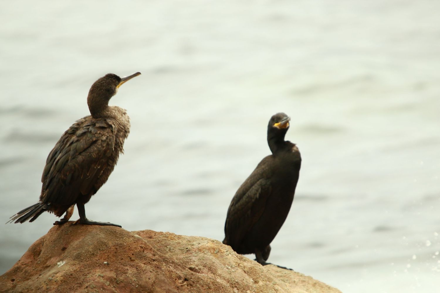 Two cormorants rest on rocky shoreline overlooking ocean waters.