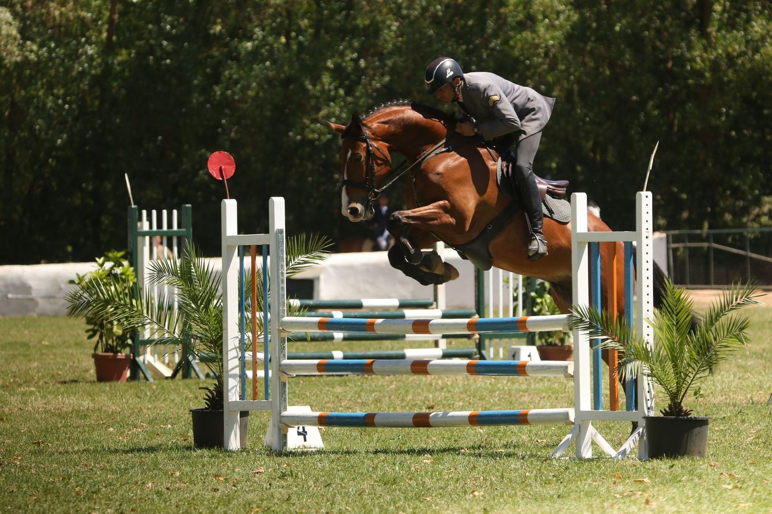 A bay horse and rider jumping over white and green poles during an equestrian show jumping competition.