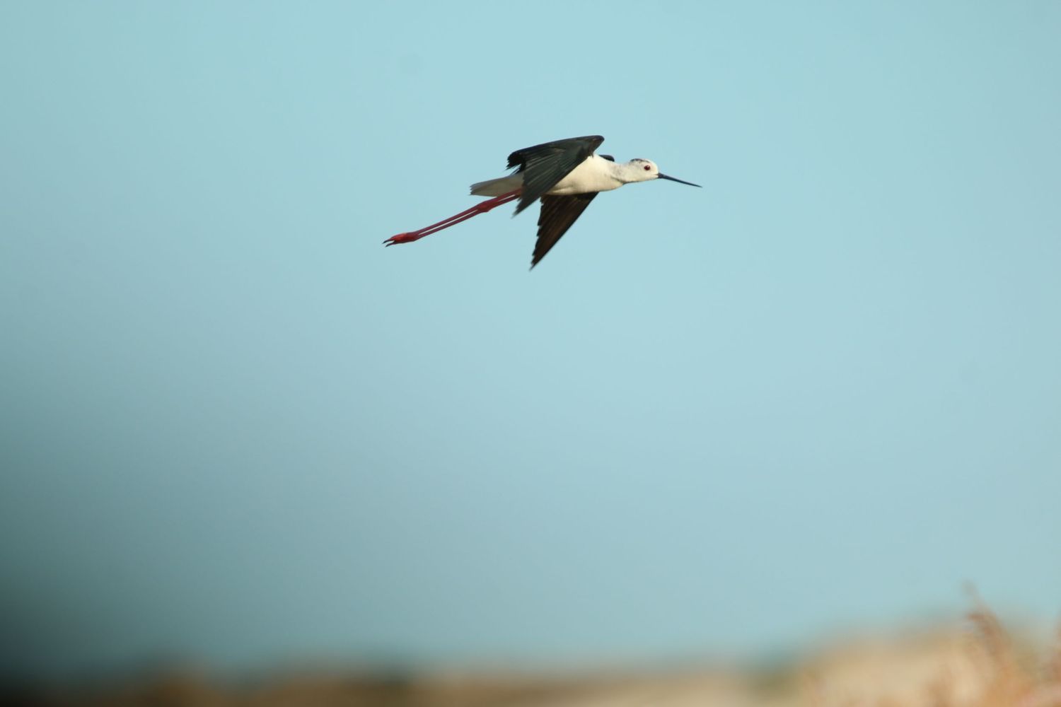Red-billed tropicbird soars gracefully against a soft blue sky background.