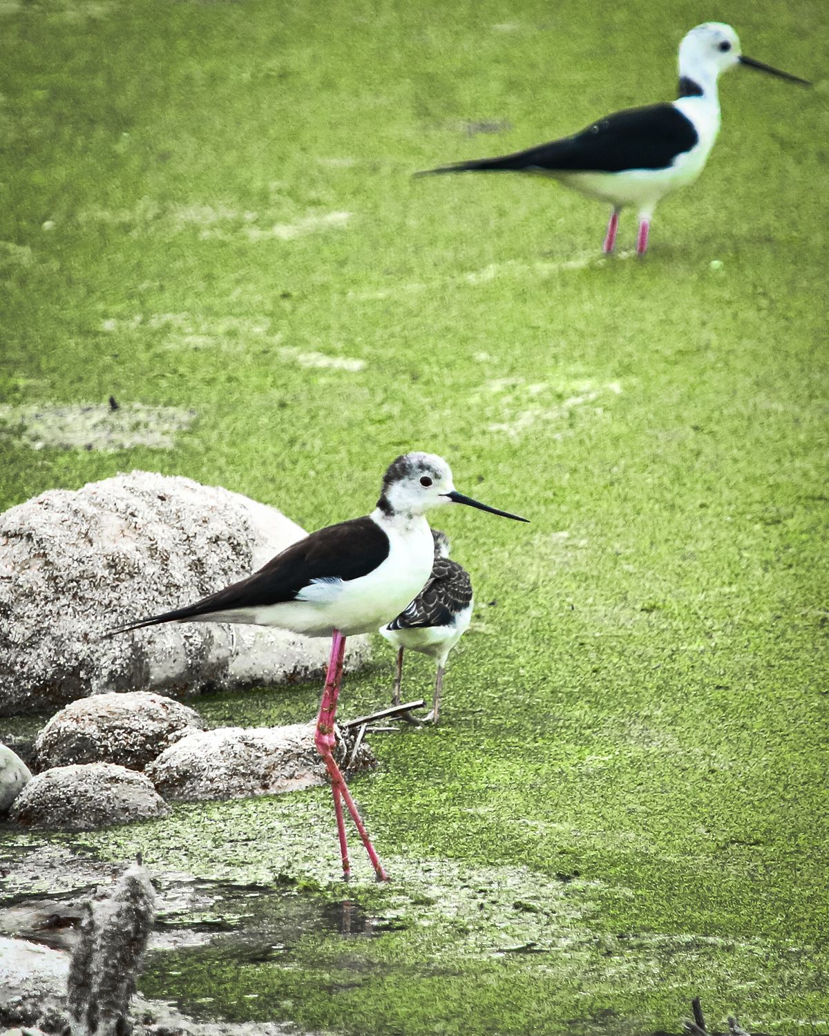 Black and white shorebirds foraging near rocks on grassy wetland.