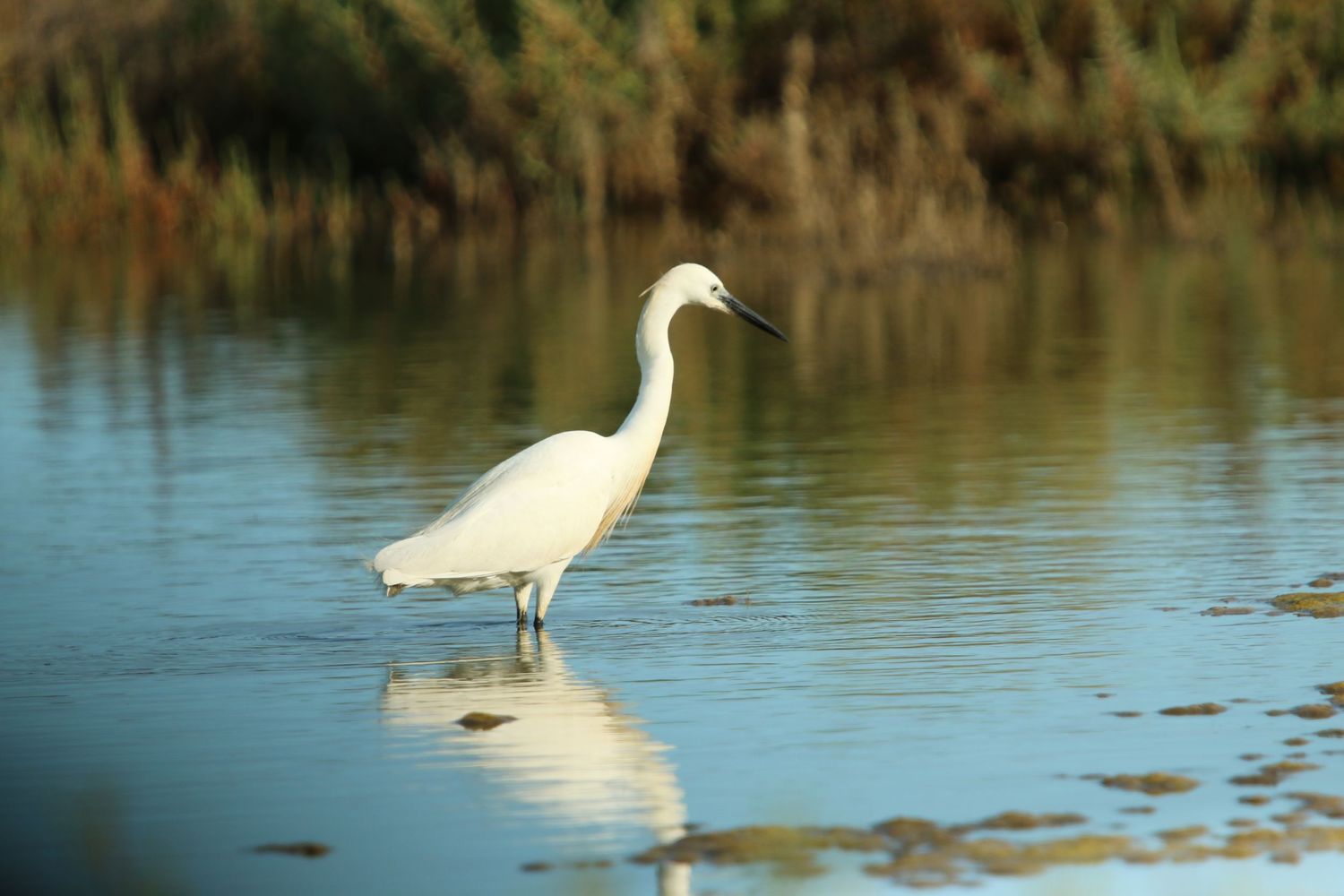 A graceful white egret stands in shallow water casting a reflection among reeds at sunset.