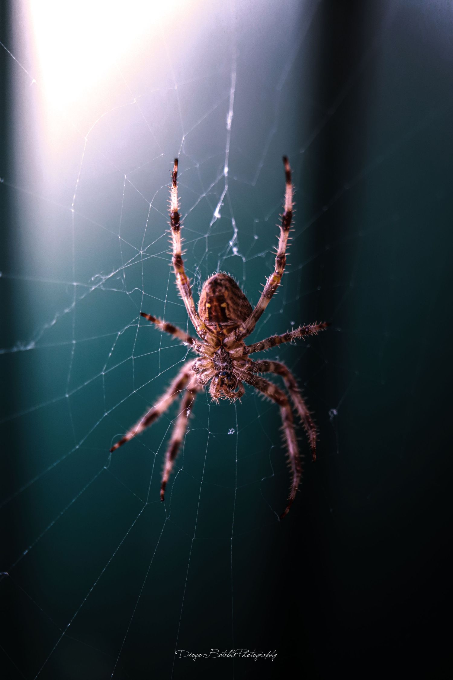 Detailed macro shot of garden spider in web against dark background.