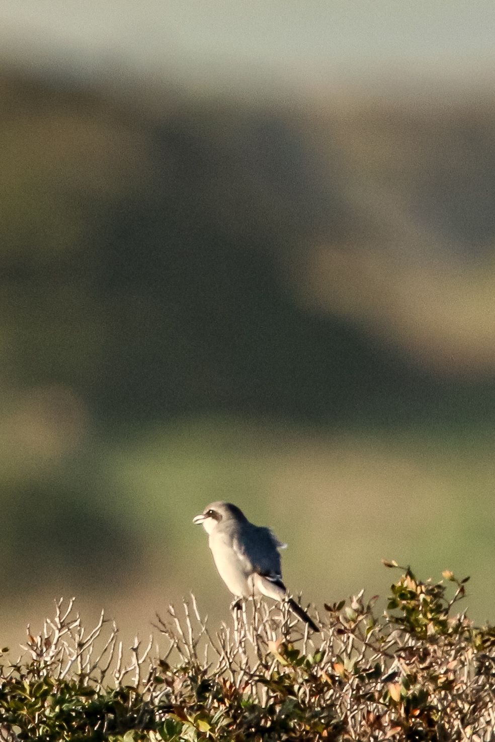 Small gray and white bird perched on shrub against blurred mountain backdrop.