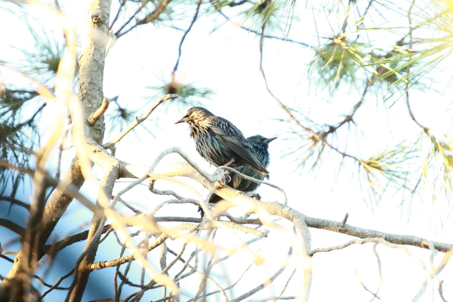 Small black bird perches on a snow-covered pine tree branch against a bright winter sky.
