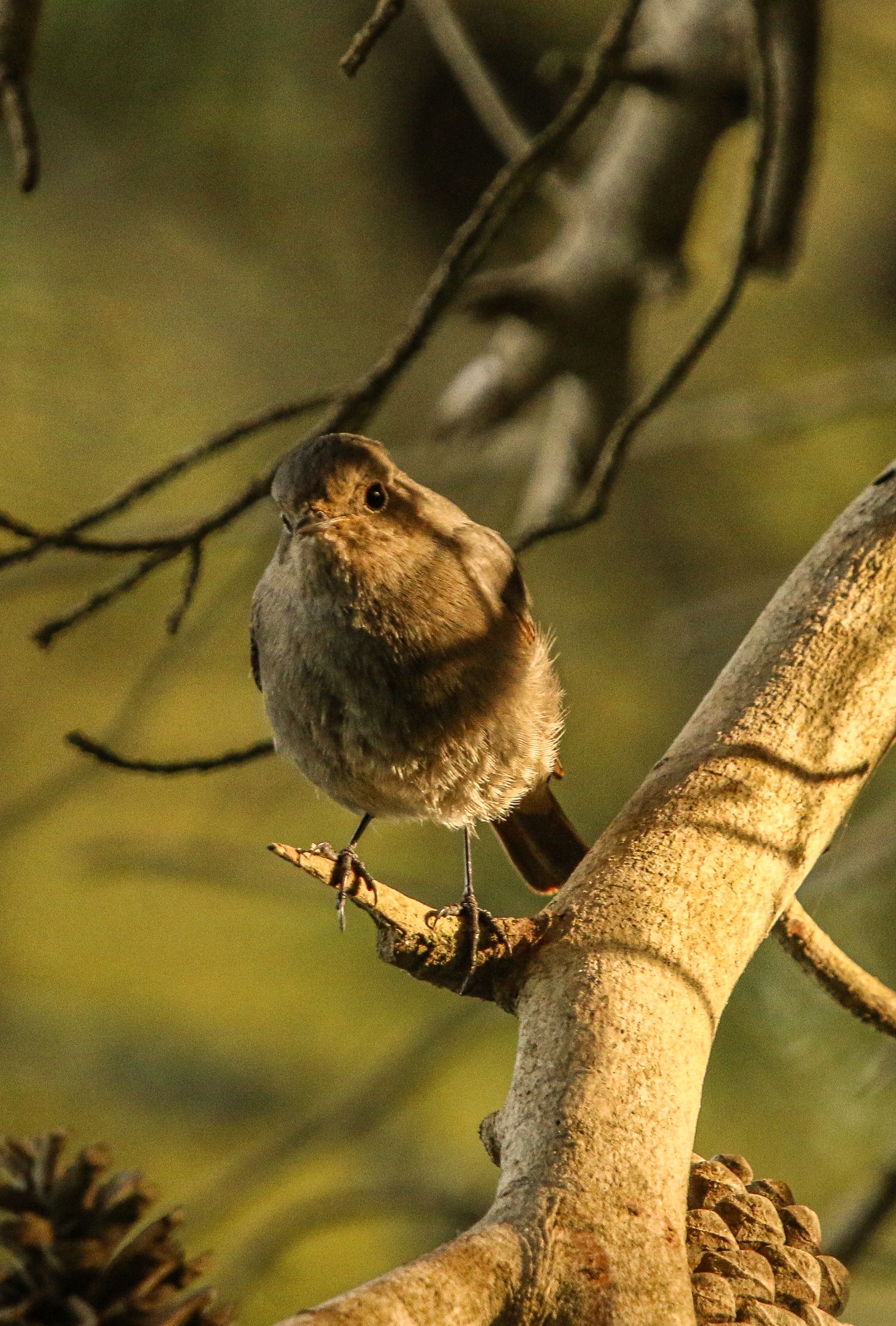 Small songbird resting on a sunlit tree branch against a blurred background.