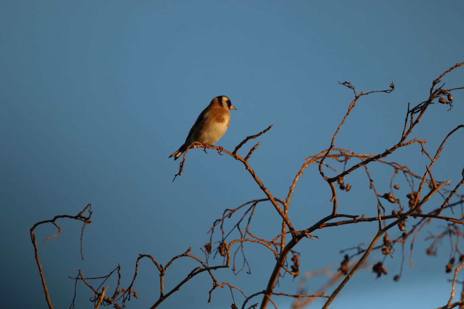 A yellow songbird perches delicately on a twisted branch against a moody blue sky at dusk.