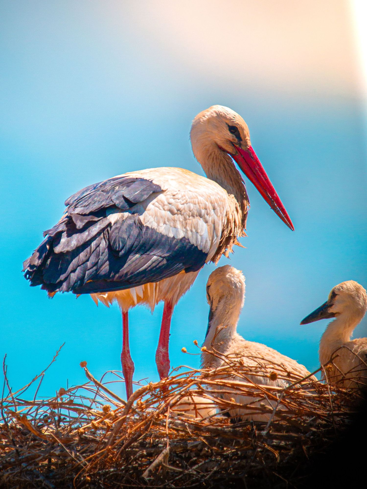 White stork standing protectively over its nest with baby chicks against a vibrant blue sky background.