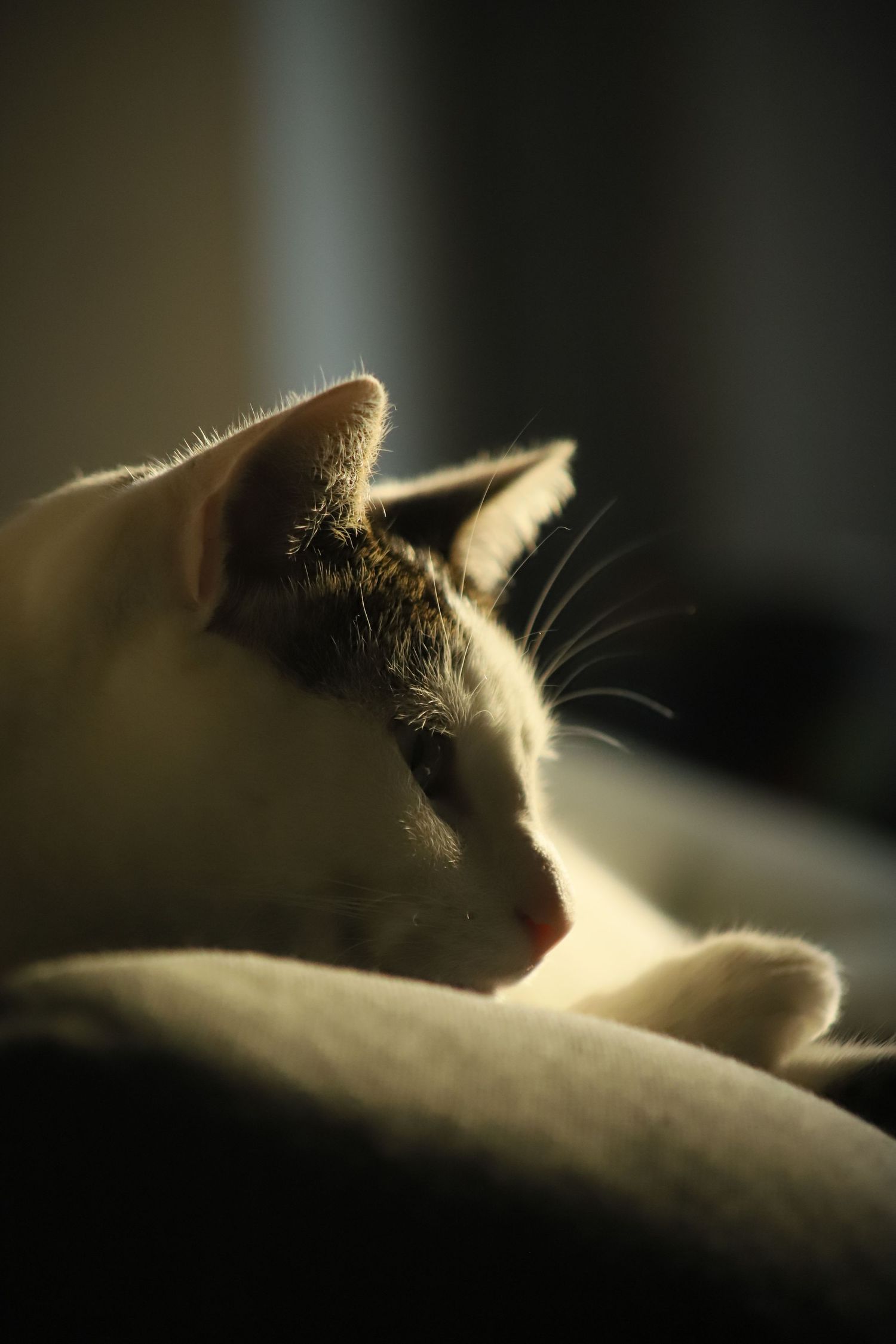 A cat's profile in soft golden sunlight showing whiskers and ear with a dreamy, atmospheric mood.