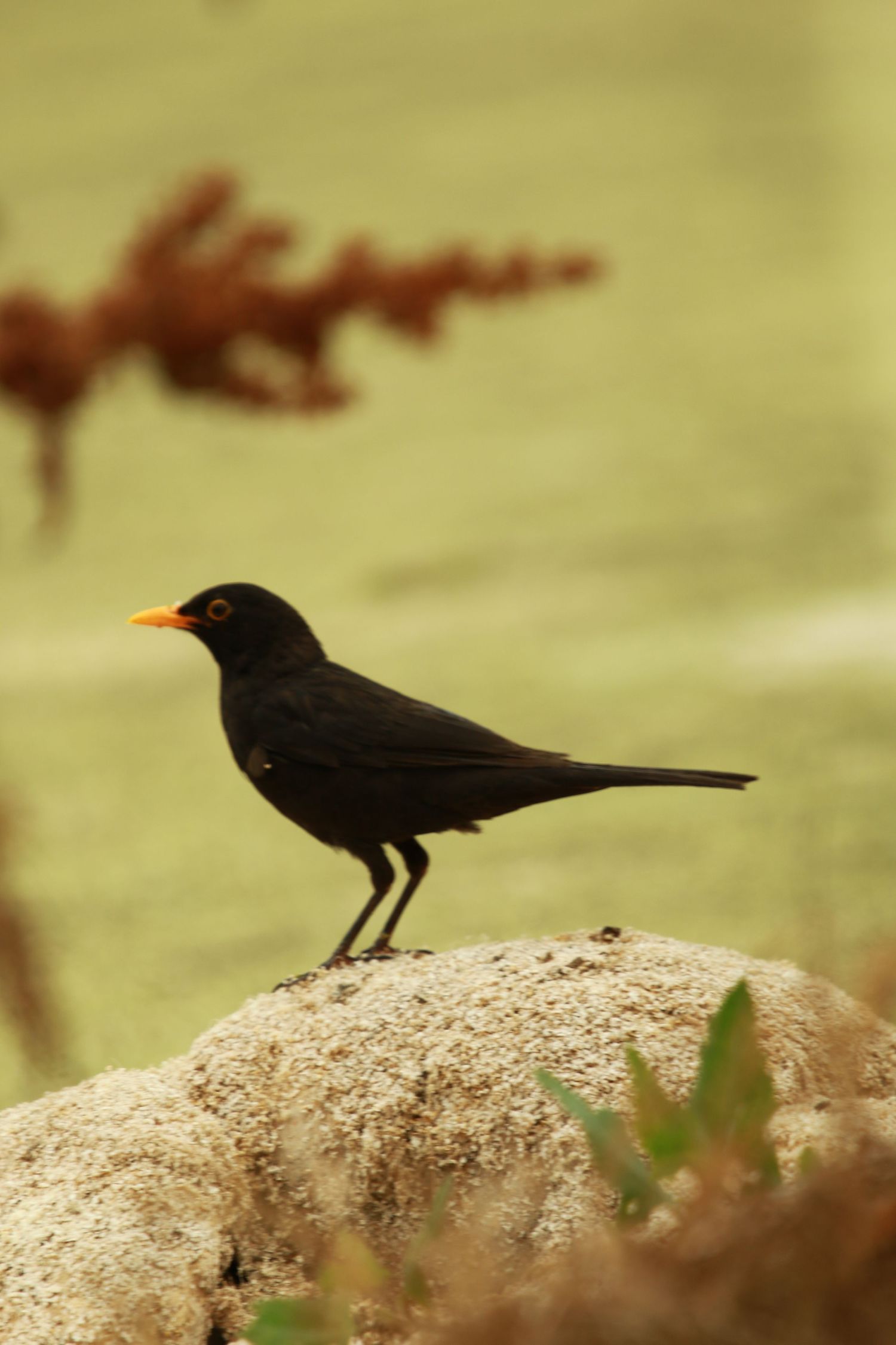 A black bird with orange beak perches on a large rock against a blurred natural background.