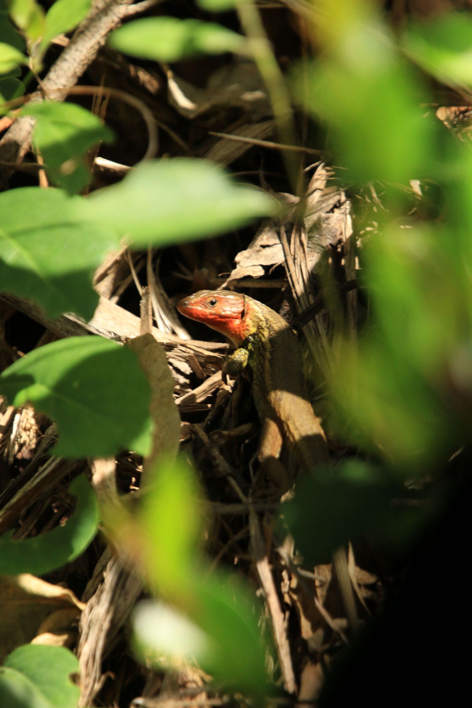 A small orange-breasted bird nestled among dried leaves and green foliage in a natural setting.