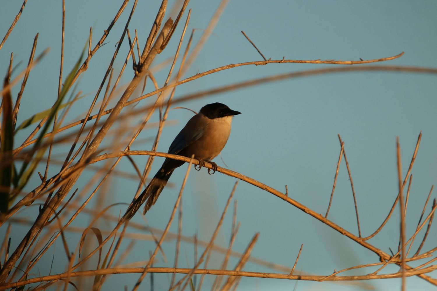 Small brown and black bird perches on a thin branch against a soft blue sky at sunset.