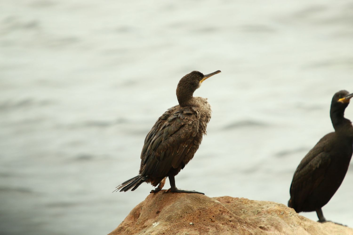 Two cormorants perched on a coastal rock, one with beak open against a soft gray water background.