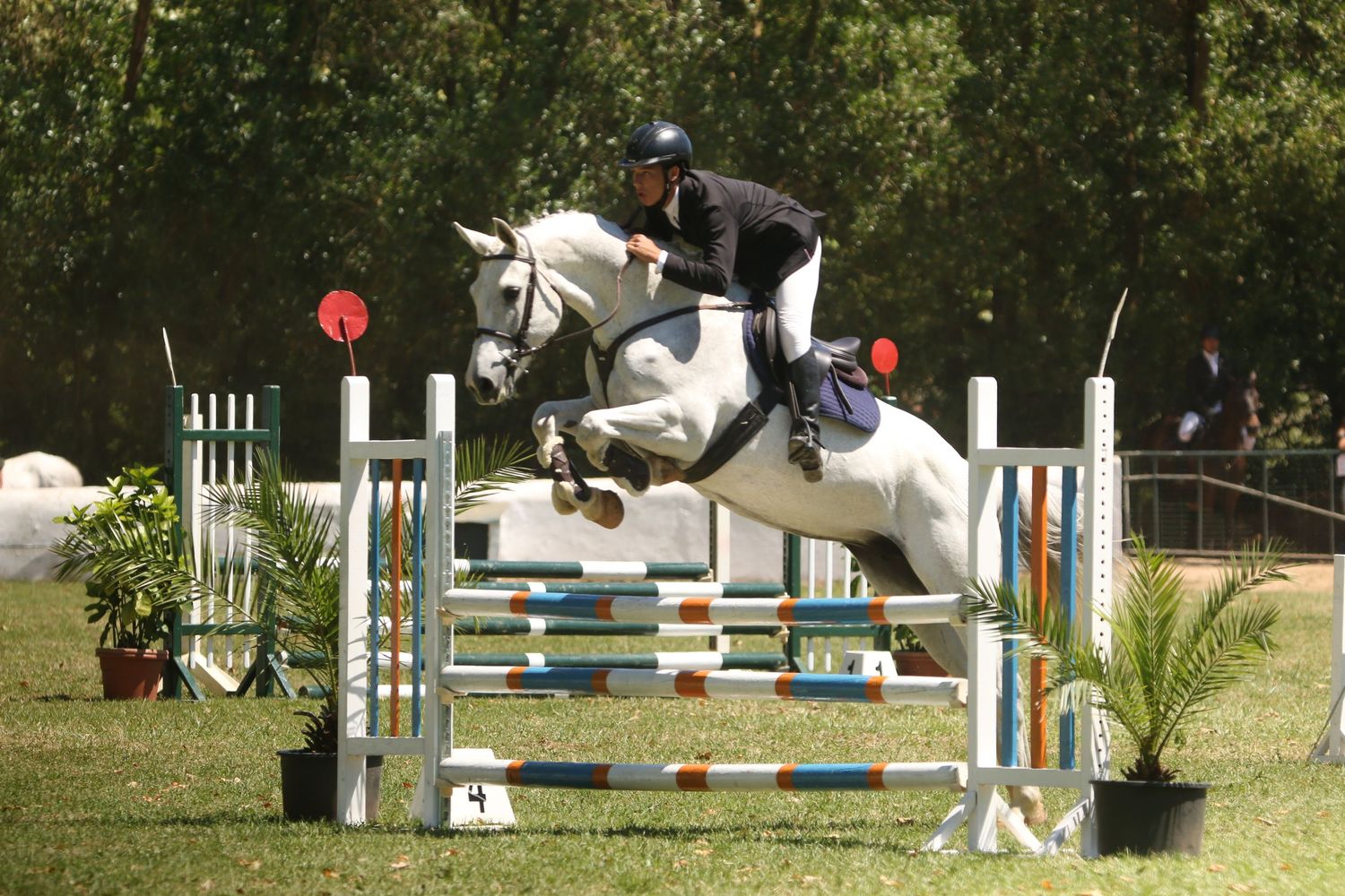 A rider in black show attire guides a white horse over blue and white show jumping rails during an equestrian competition.