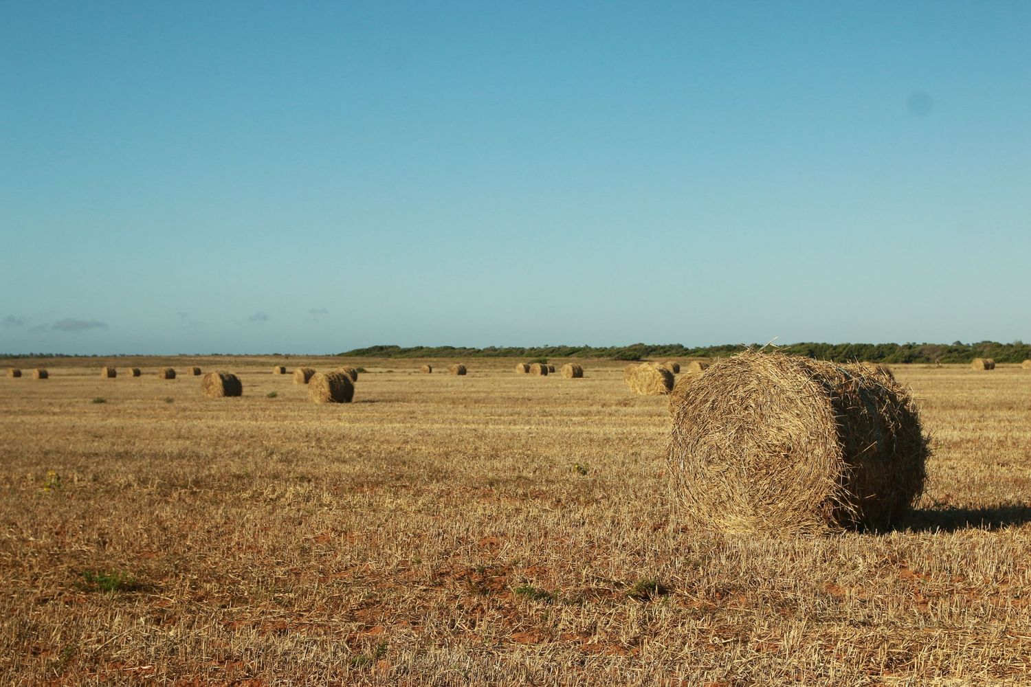 Round hay bales dot a dry harvested field against a clear blue sky on a sunny day.