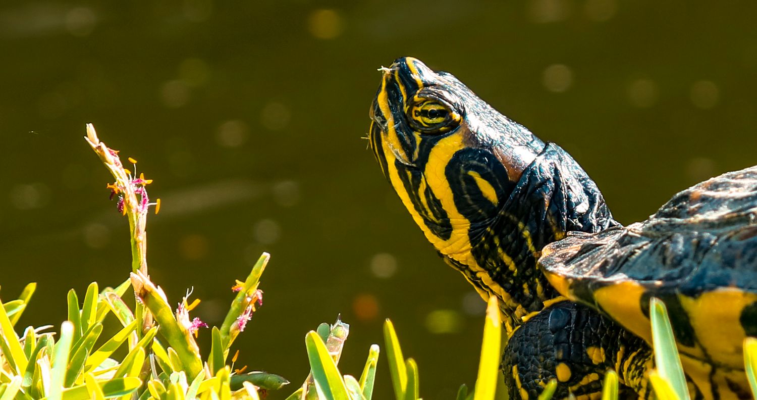 A yellow-bellied slider turtle with distinctive markings peers upward near green aquatic plants in a pond.