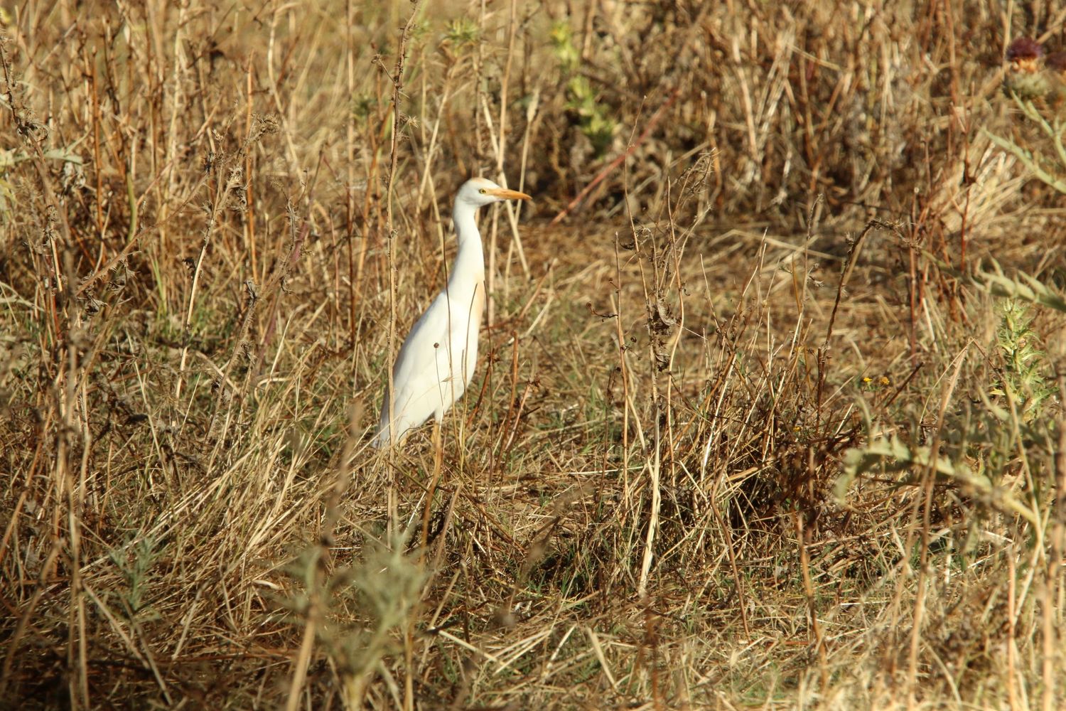 A white cattle egret stands among dry brown grass in a natural habitat.