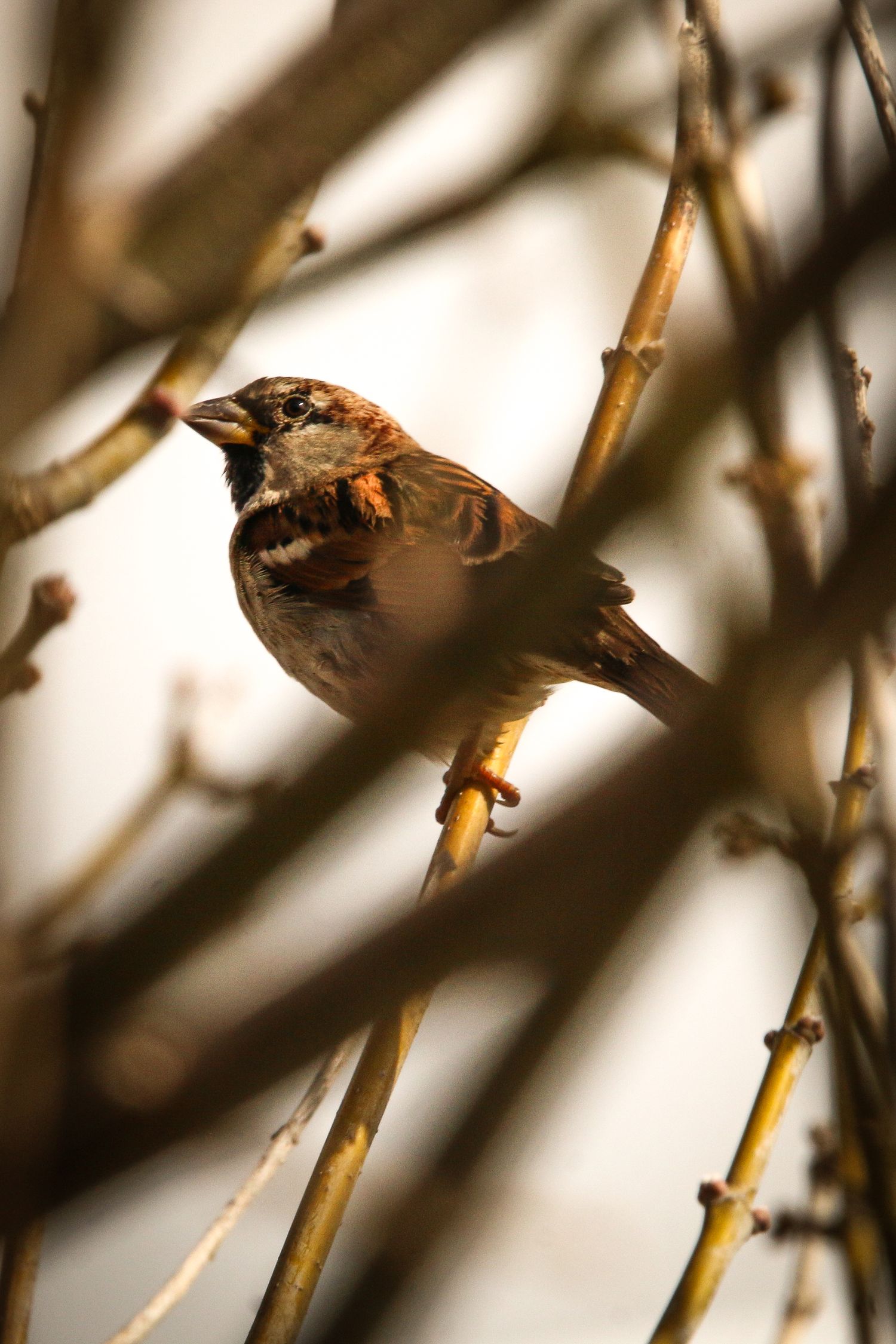 Brown sparrow rests on thin winter branch in soft focus.