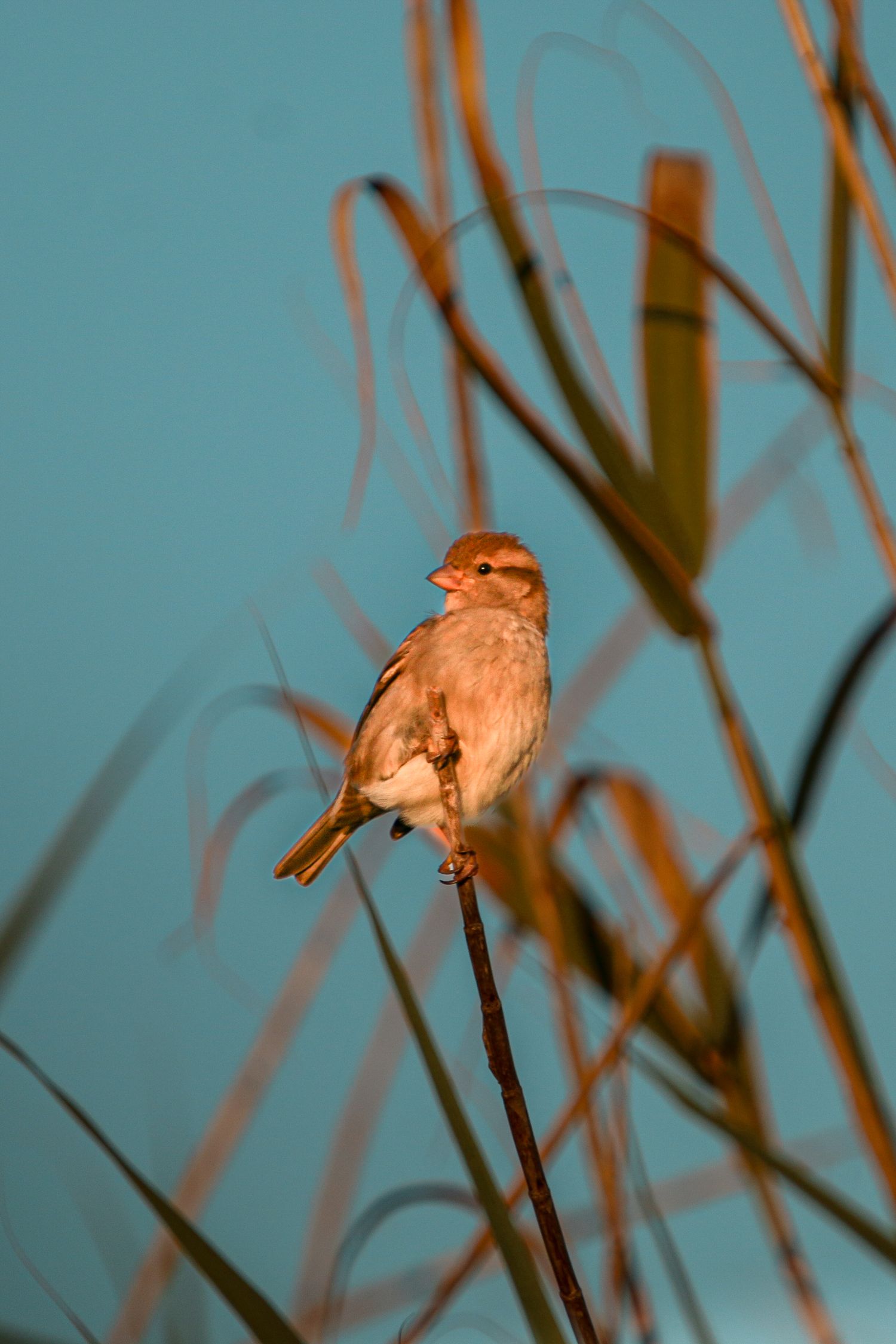 A sparrow rests on a reed against a pale blue sky during golden hour.
