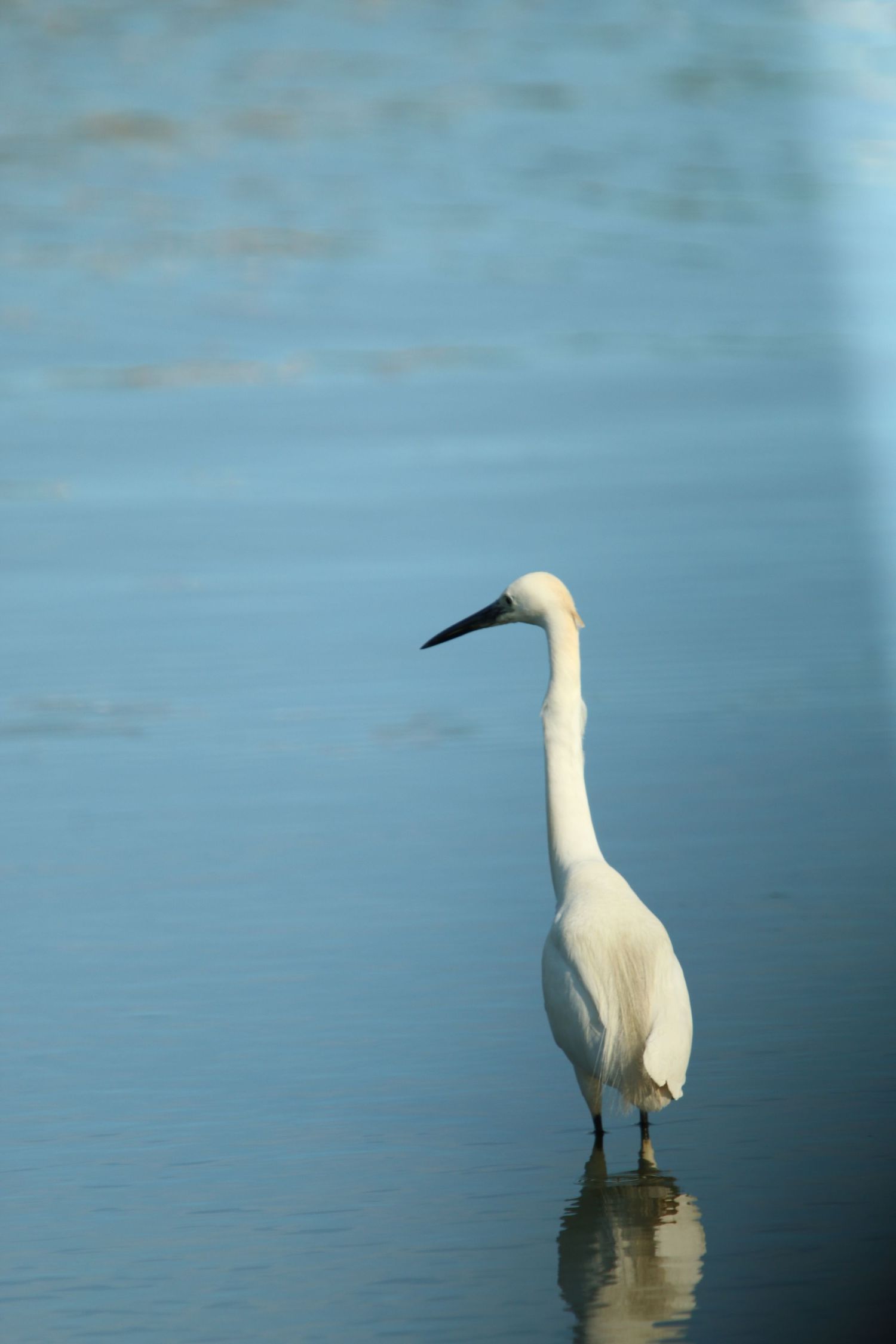 A white snowy egret stands gracefully in calm blue water, its reflection visible on the still surface.