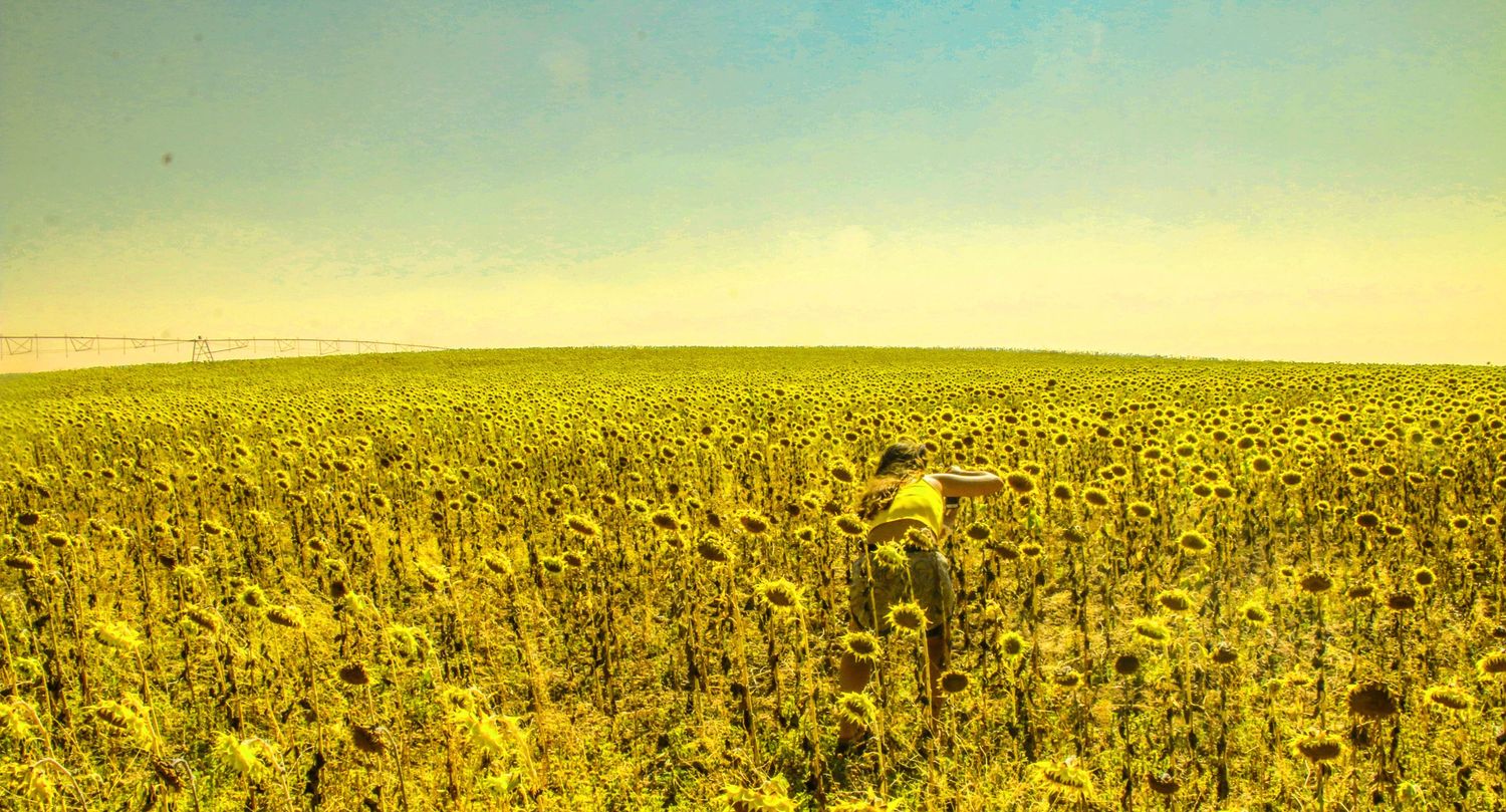 Vast yellow canola field stretches to the horizon under warm sunlight with vintage film effect.